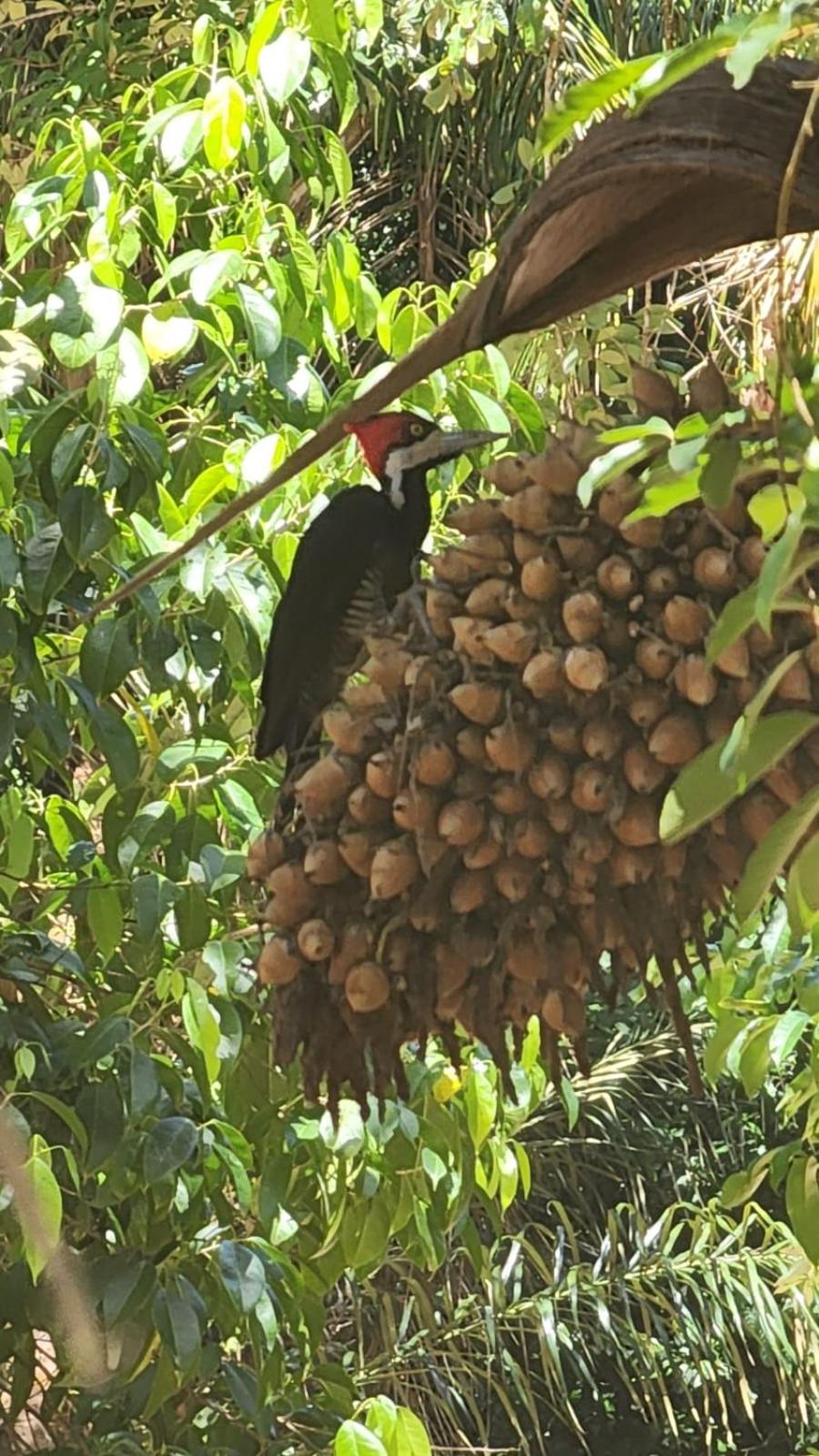 Paraíso Amazônico O Recanto dos Gaviões