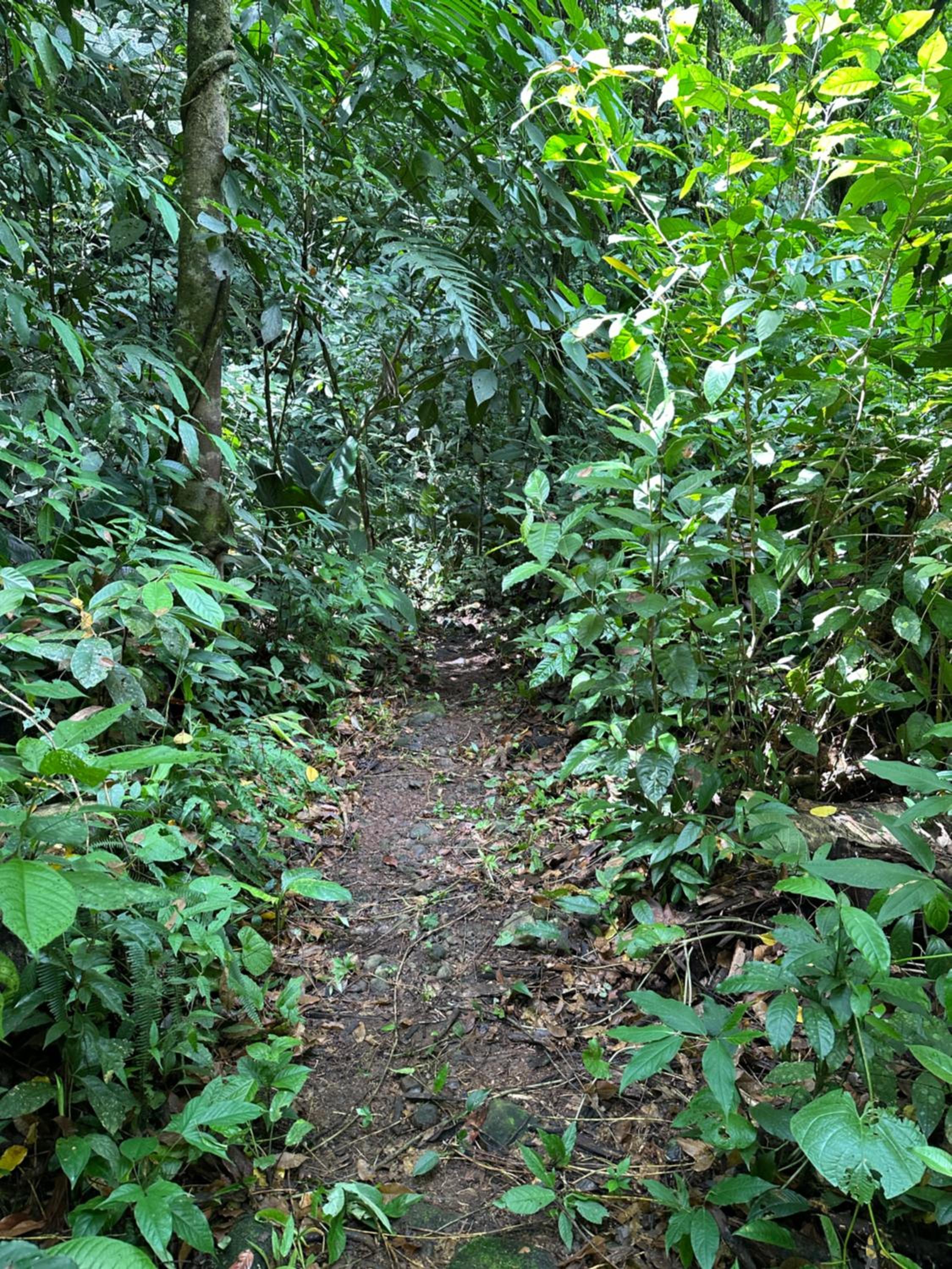 Casa Rio Blanco Eco Friendly B&B