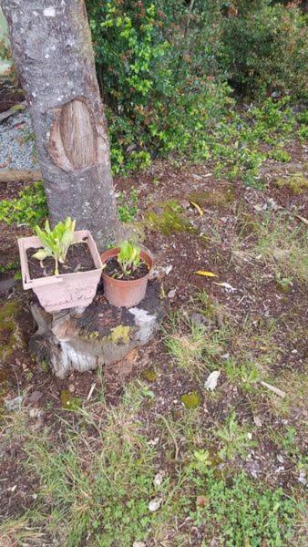 Canelos