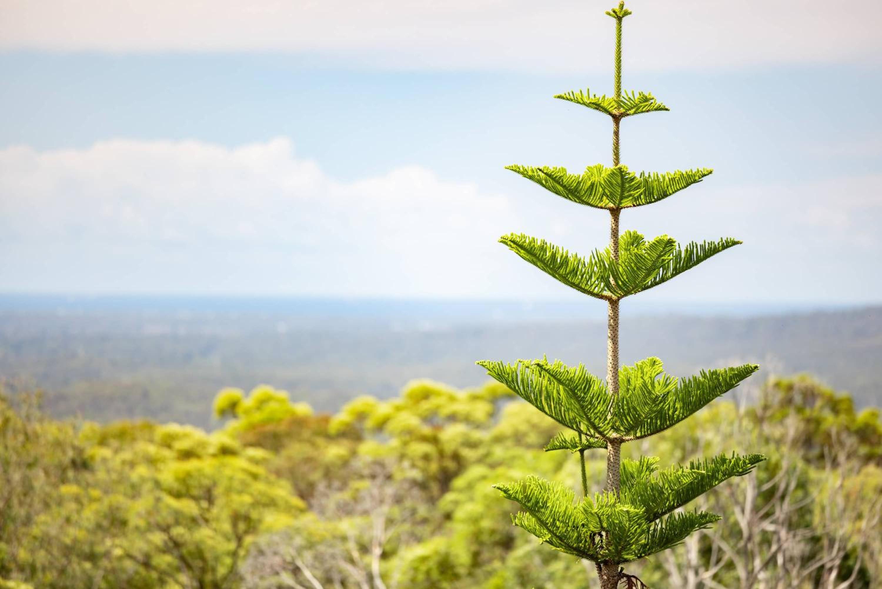 50kms of stunning ocean & hinterland views with pool