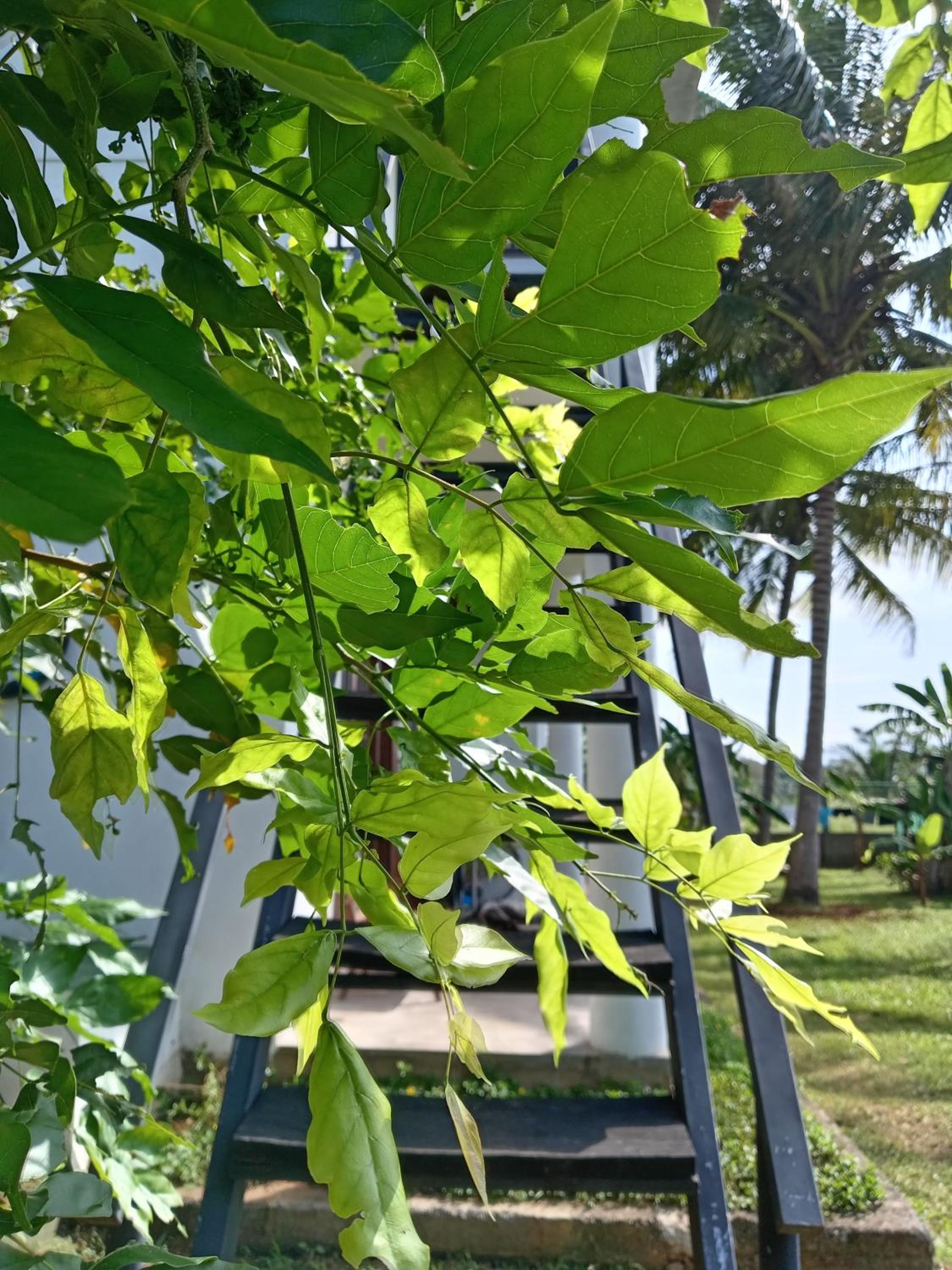 Sarali home stay view 2