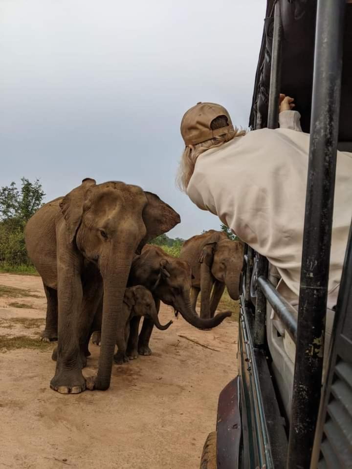 Elephant Safari Lodge