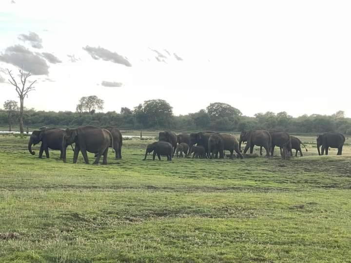 Elephant Safari Lodge