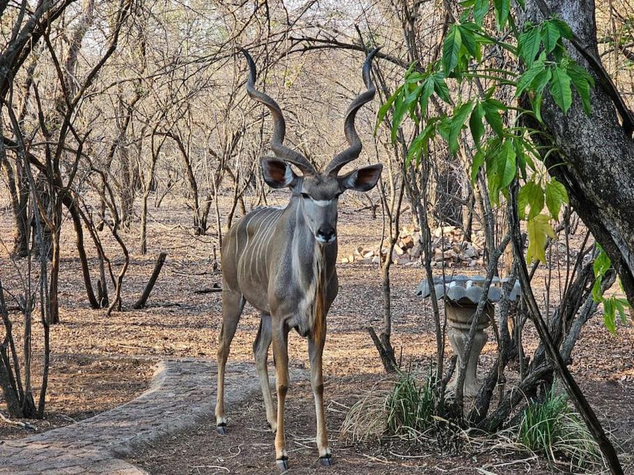 Kruger Amani Bush Retreat