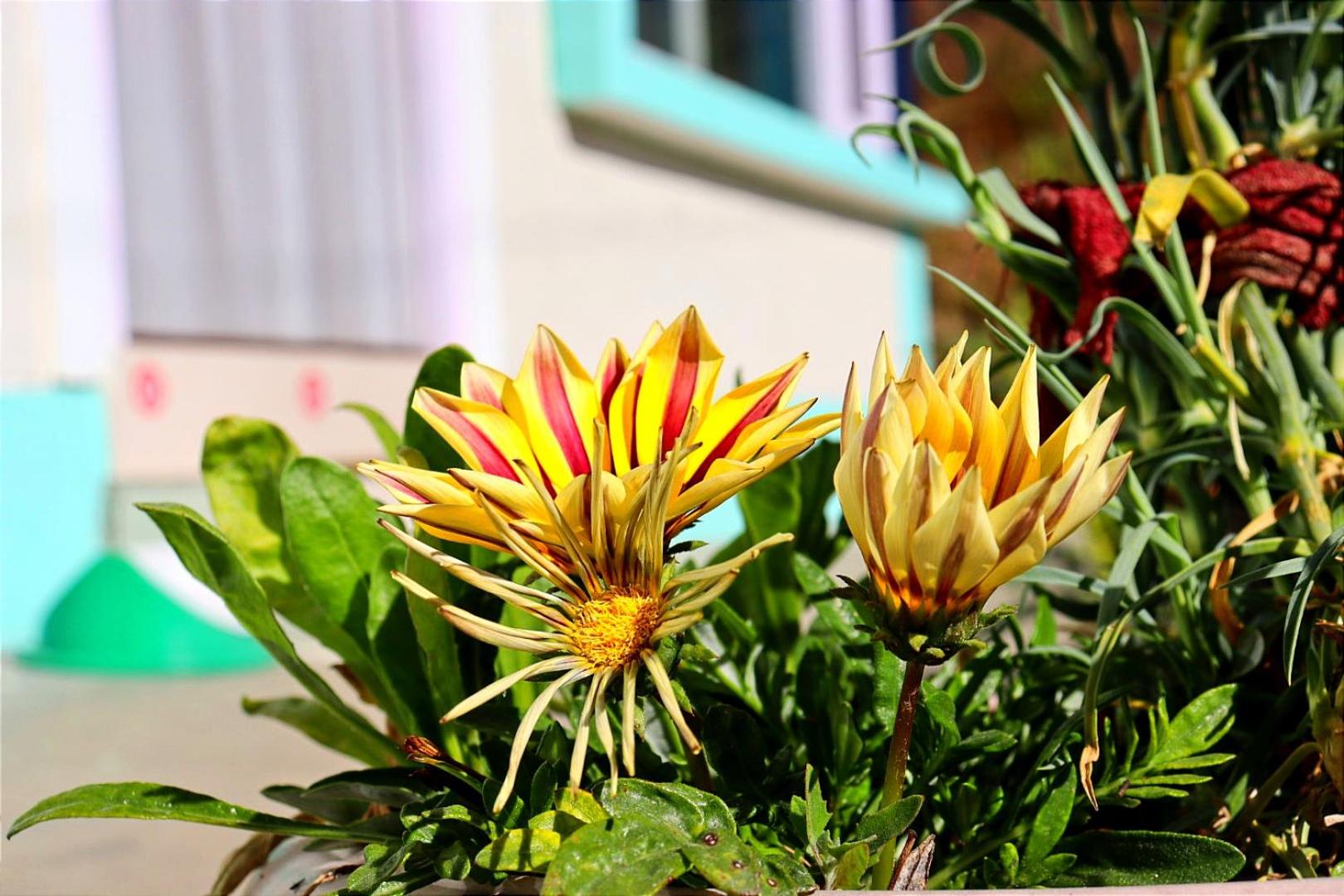 Green Valley Homestay