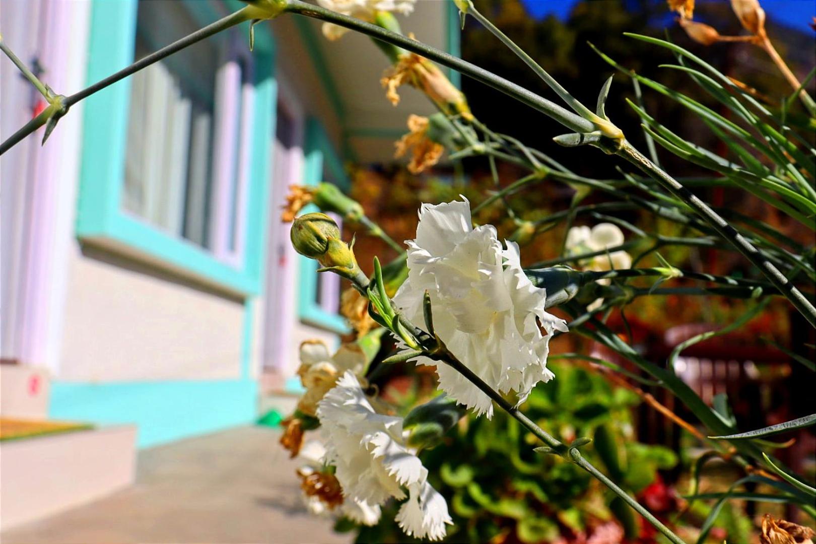 Green Valley Homestay