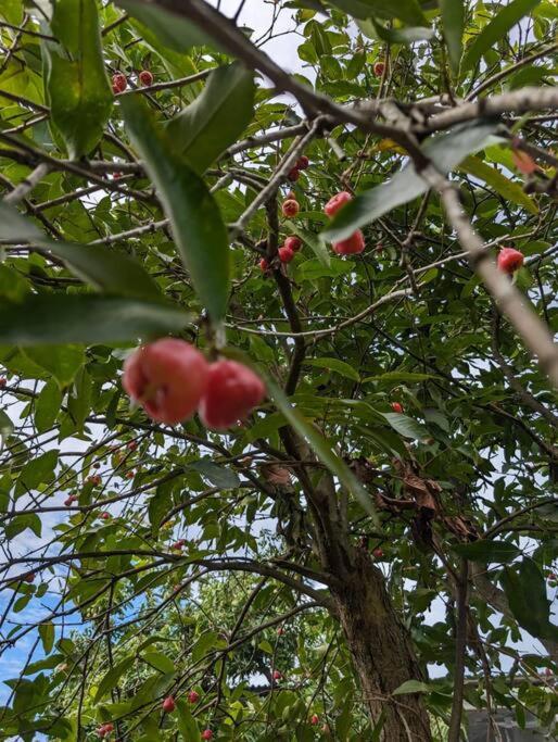 The Ocean Breeze Villa