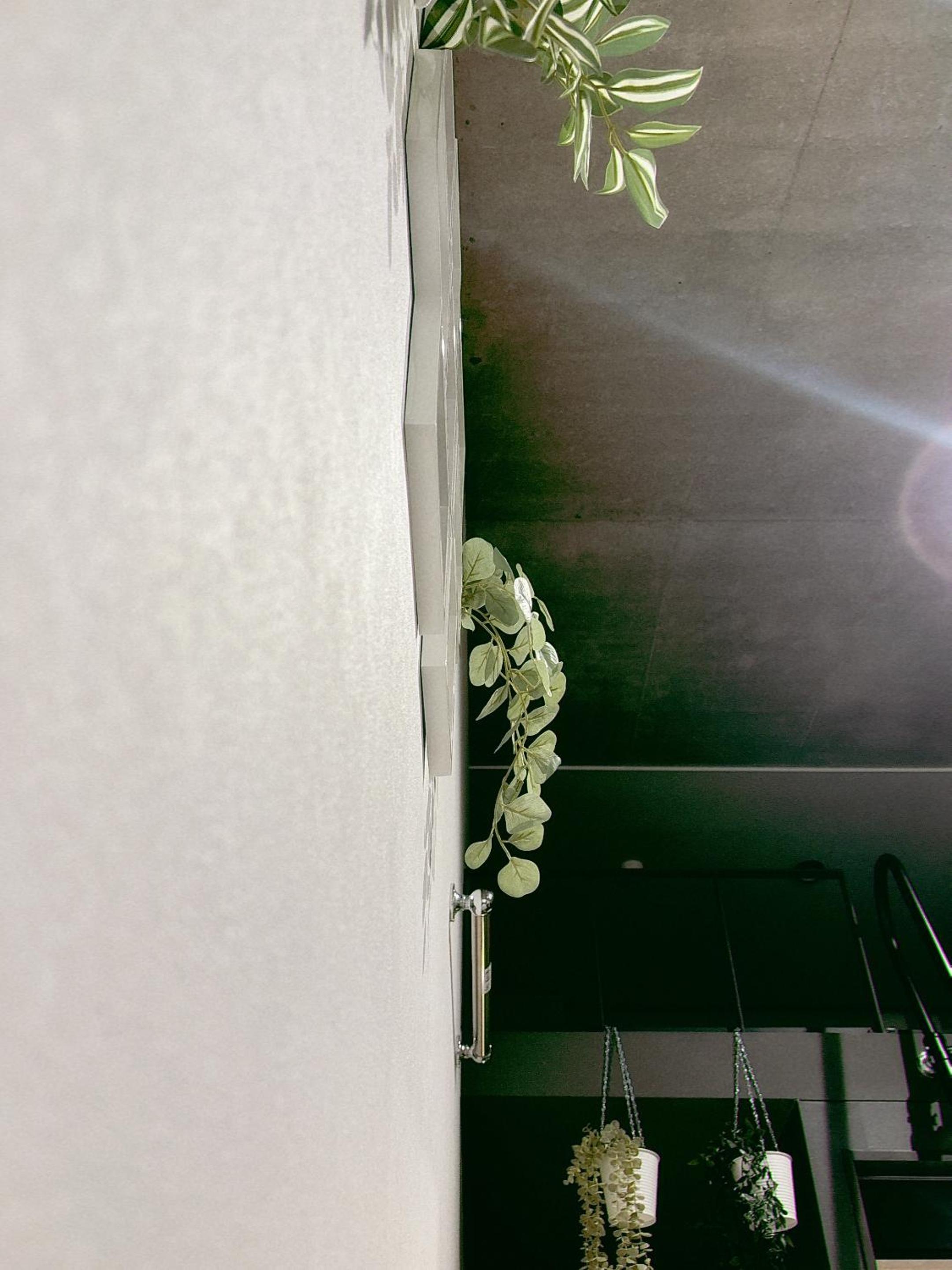 The Rosemary Shinokubo