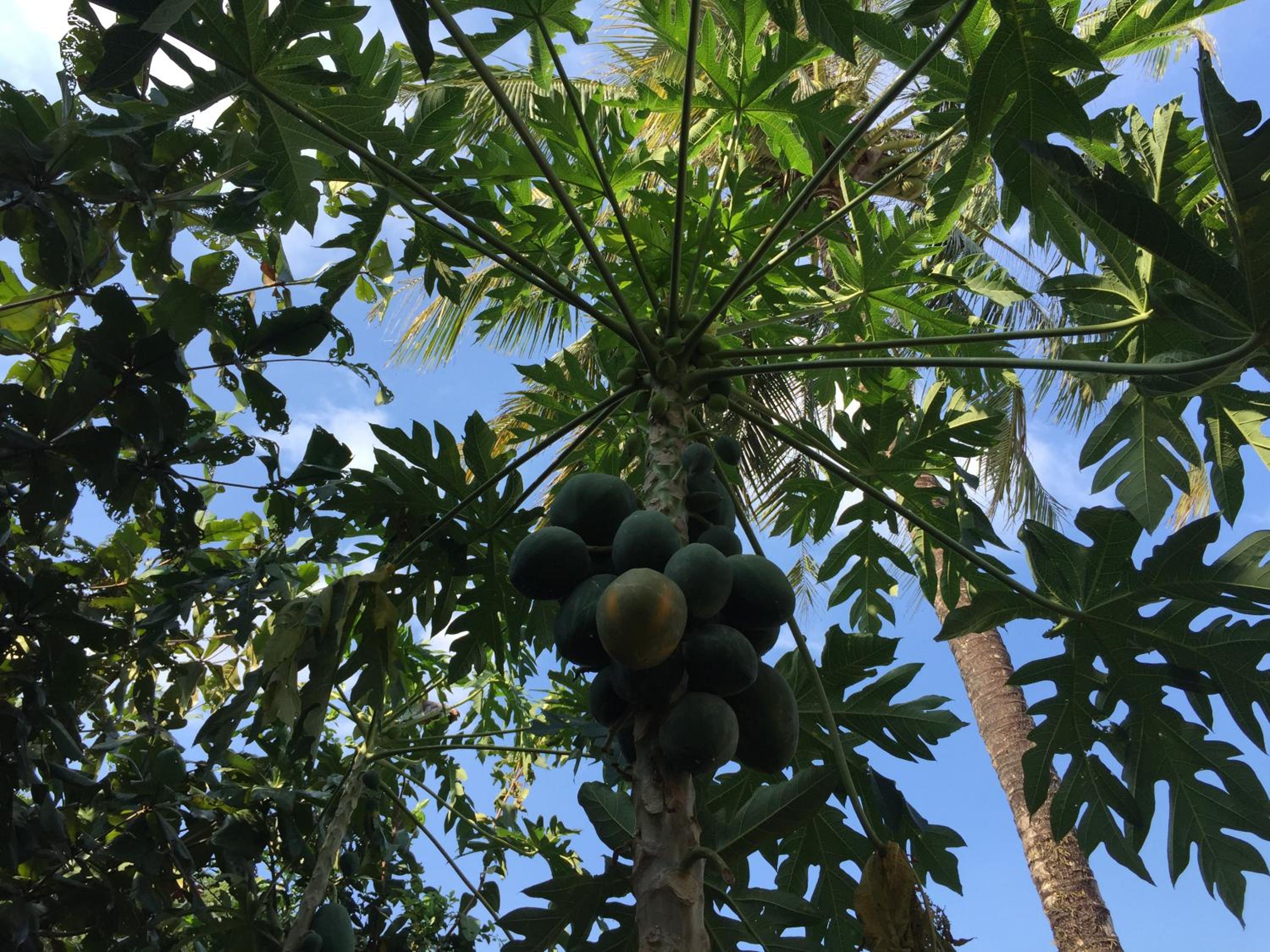 Tropical Garden Phu Quoc