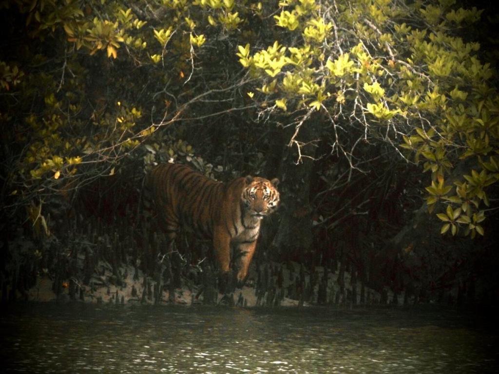 Sundarban Residency