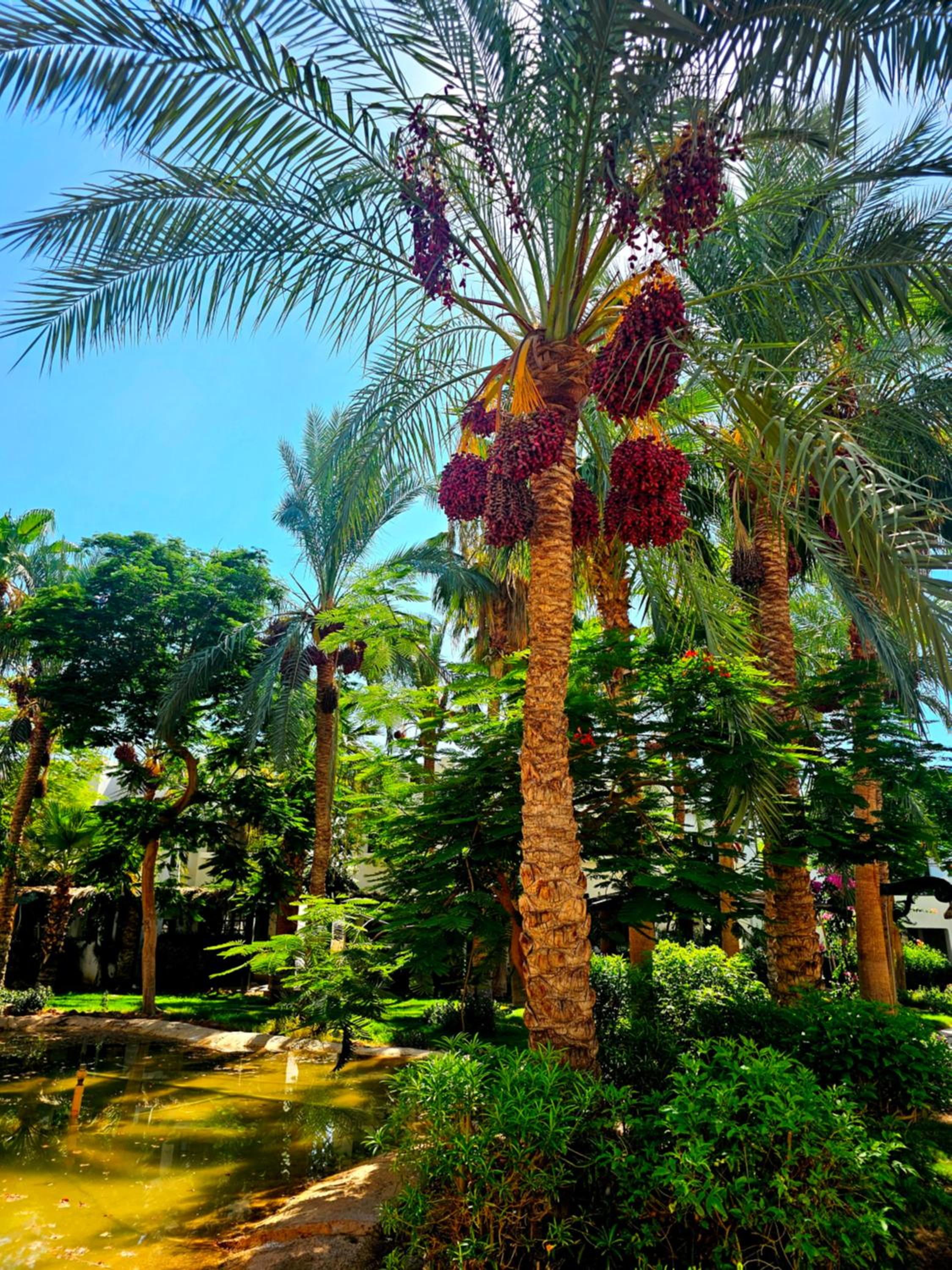 Blue Bay Apartments Delta Sharm