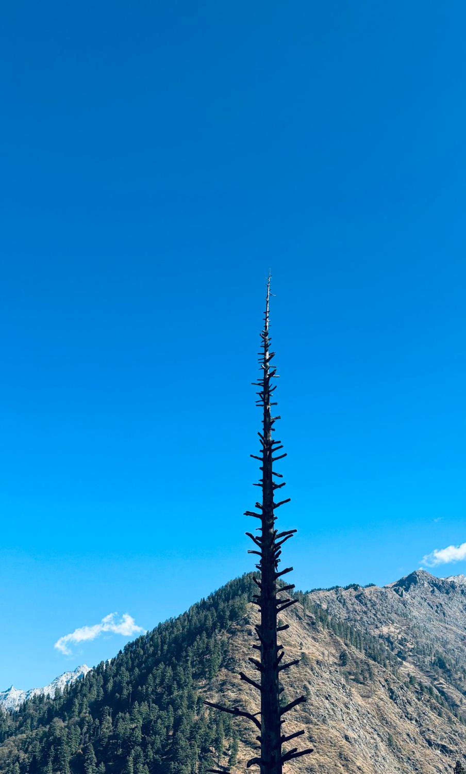 VanVaas