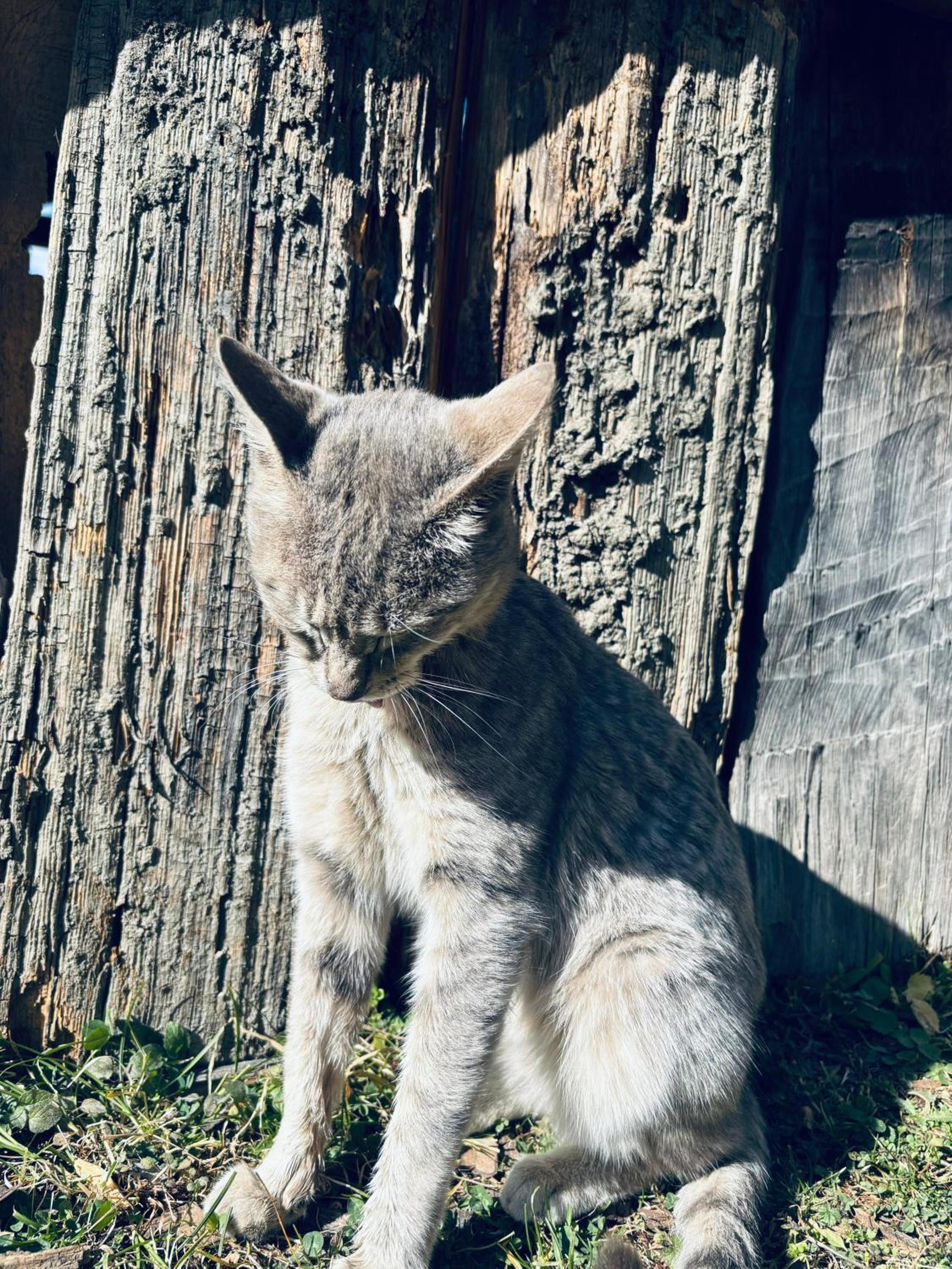 VanVaas