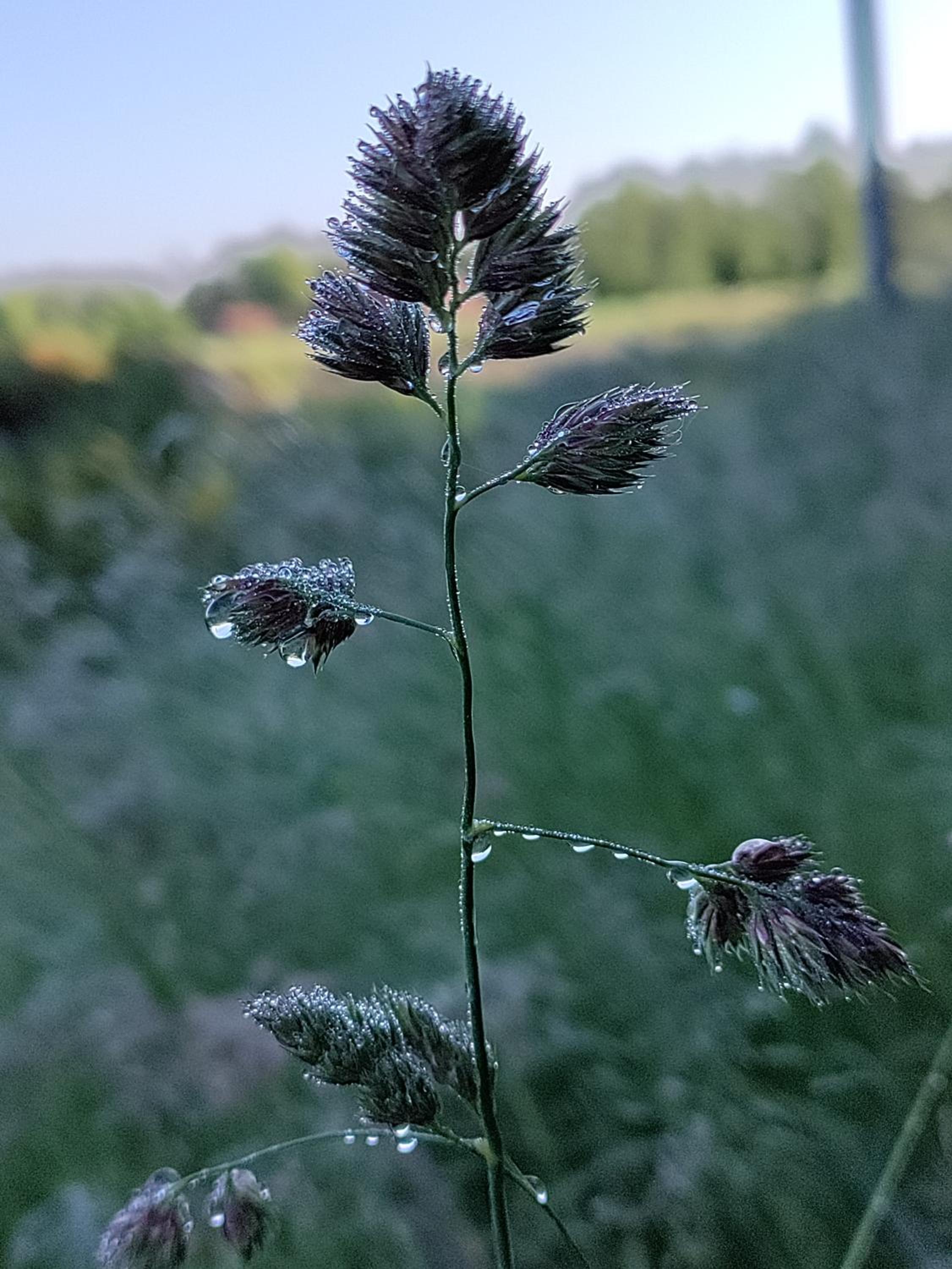 Zen huisje