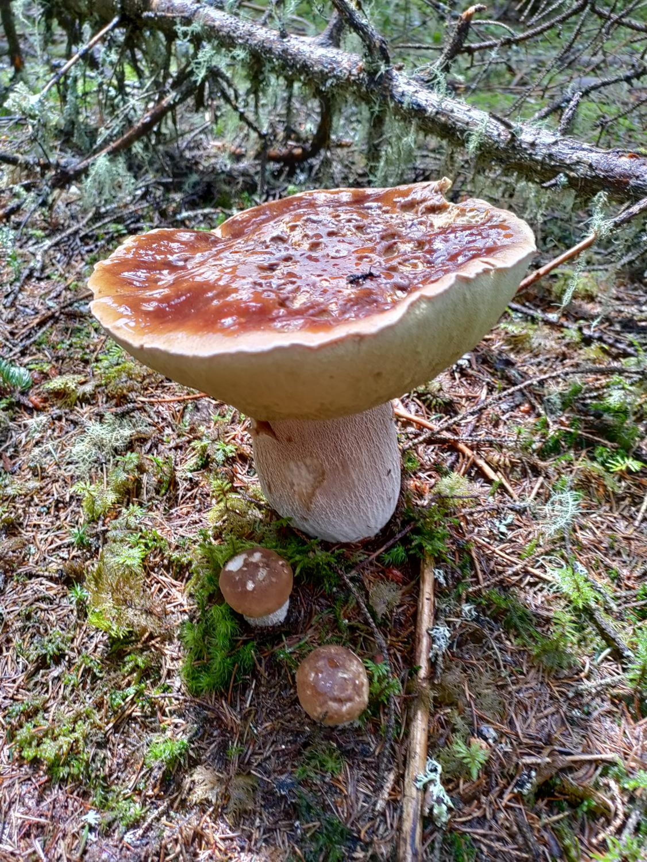 Zen huisje