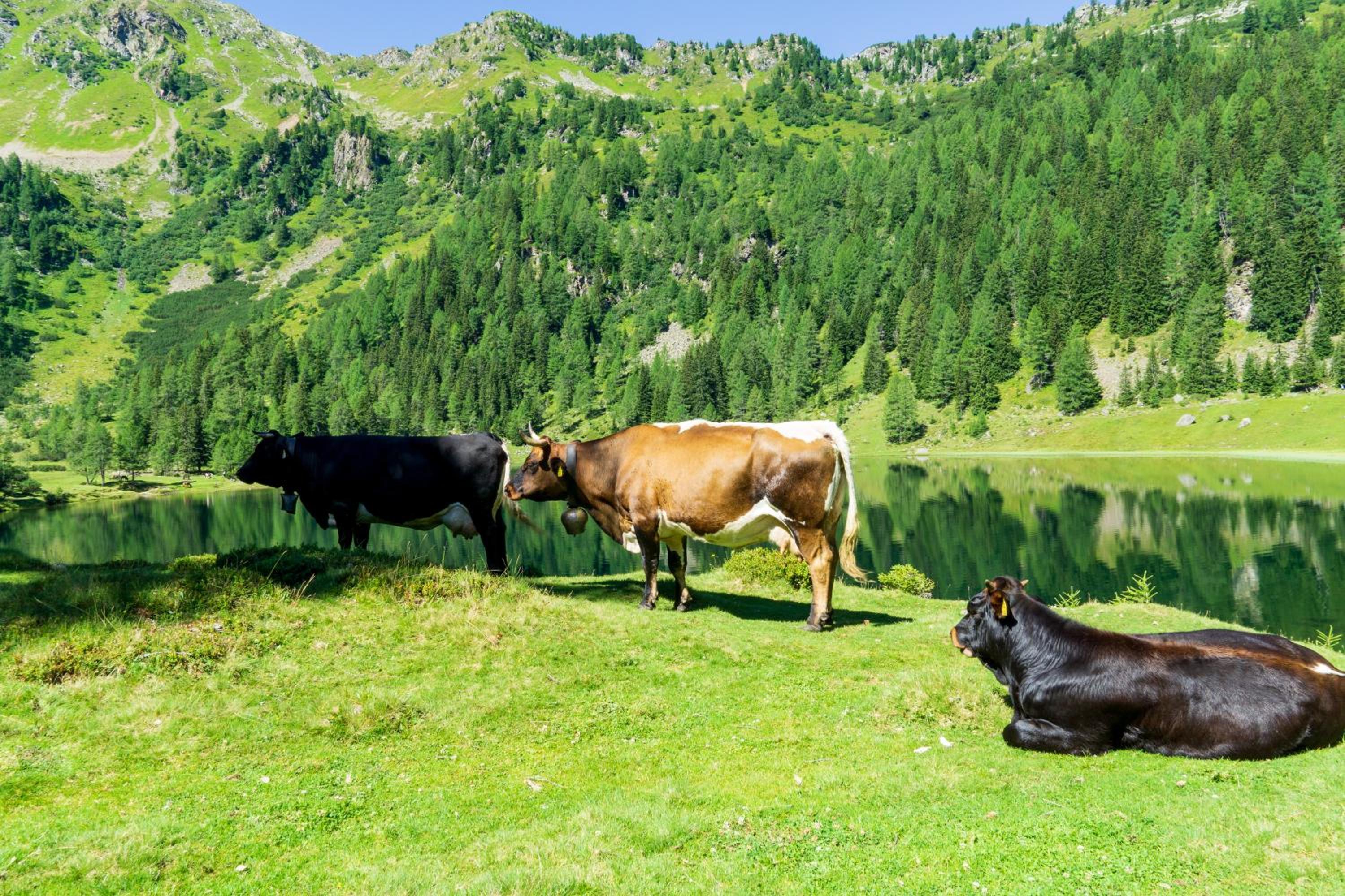 Appartement Mei Liab Schladming