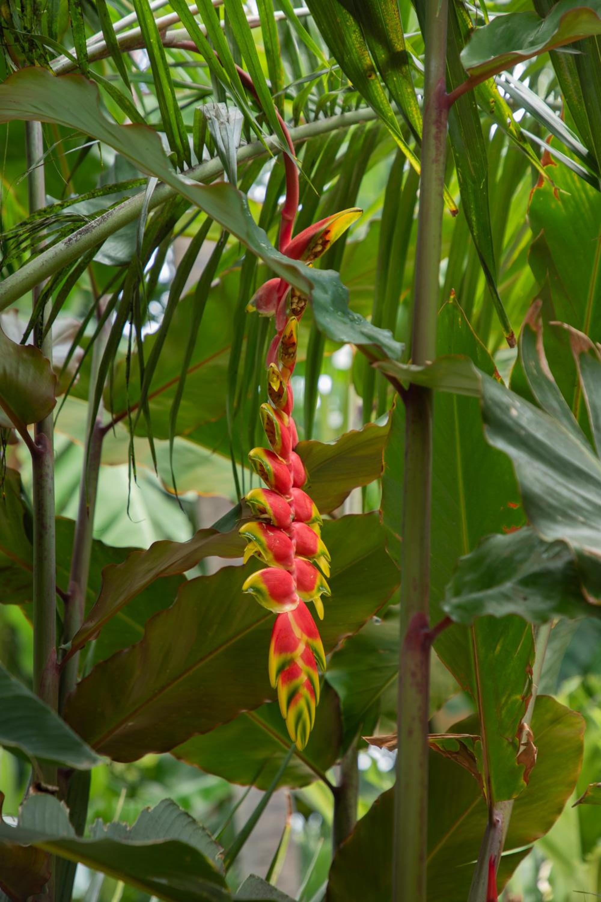 Maison Tropical