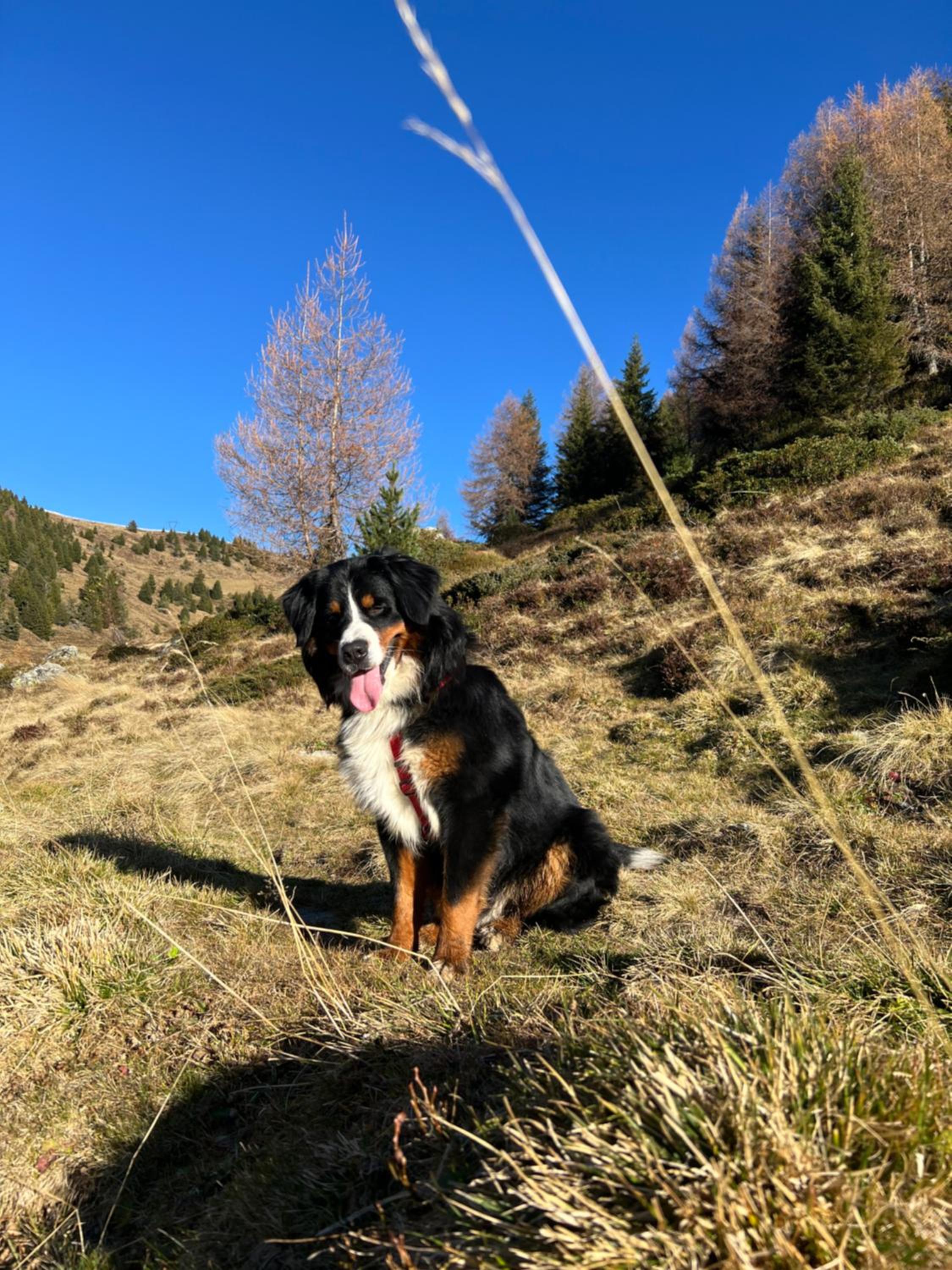 Großkarnaiderhof Ferienwohnungen-Bauernhof-Dolomiten-Natur Pur