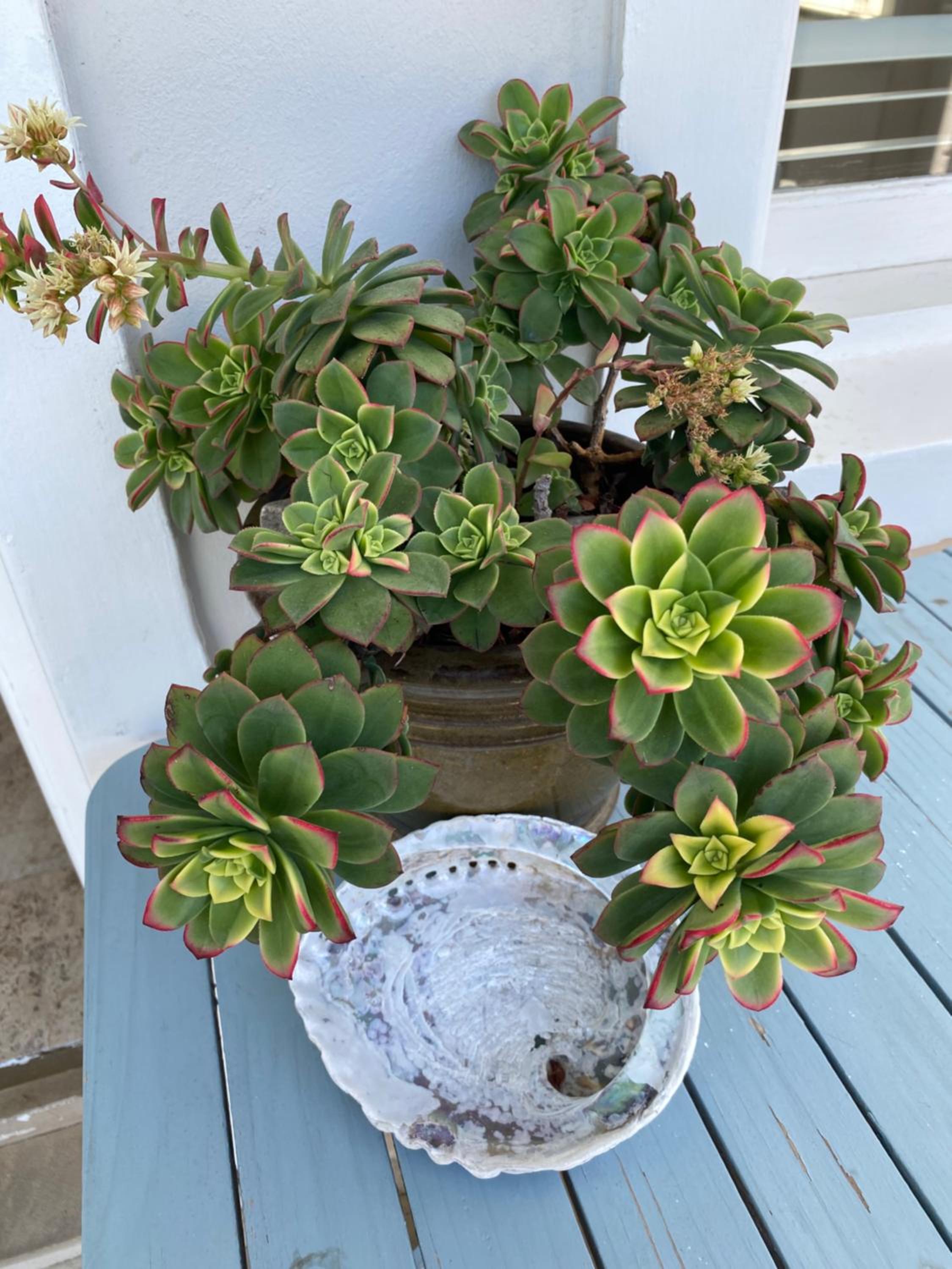 Hermanus Vacations - Shore's Edge Luxury Oceanfront Home - Property Image 8