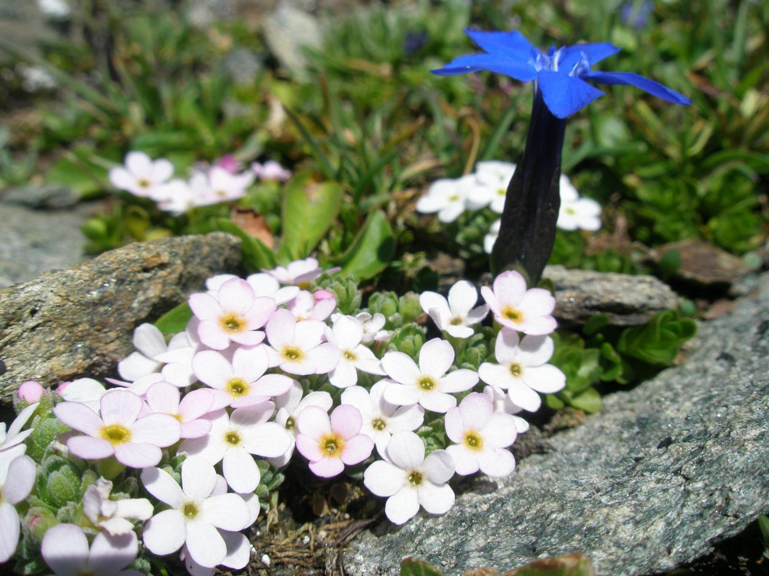 Klampererhof