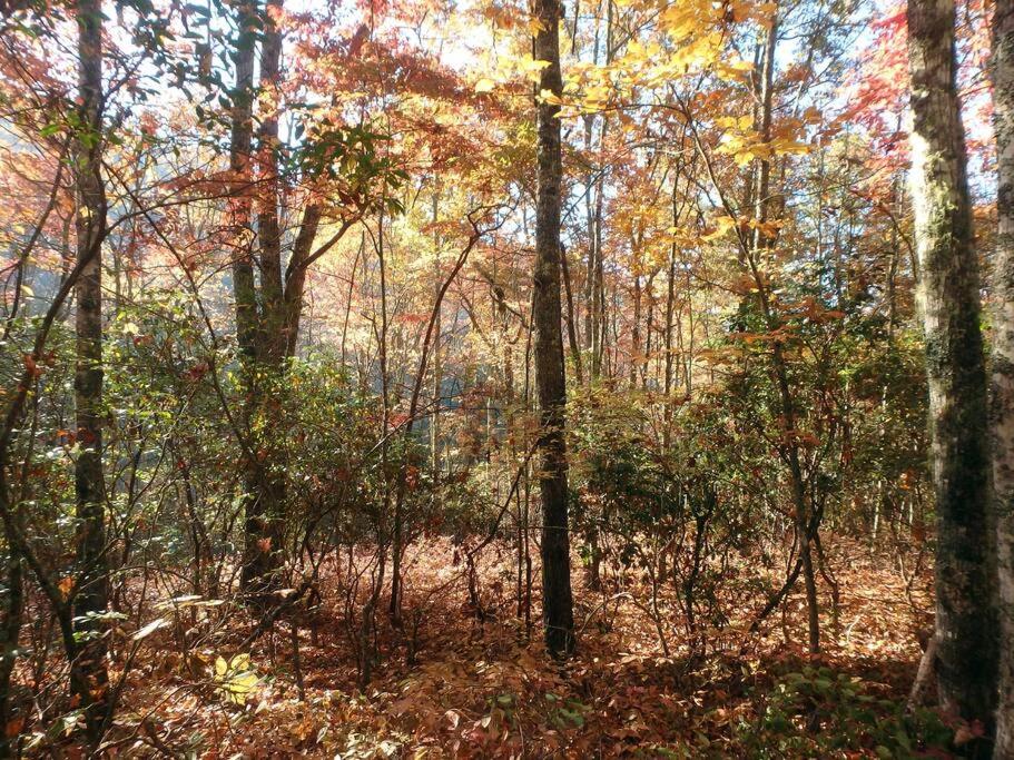 Nantahala Spiritual Retreat - Remote and Peaceful! view 4
