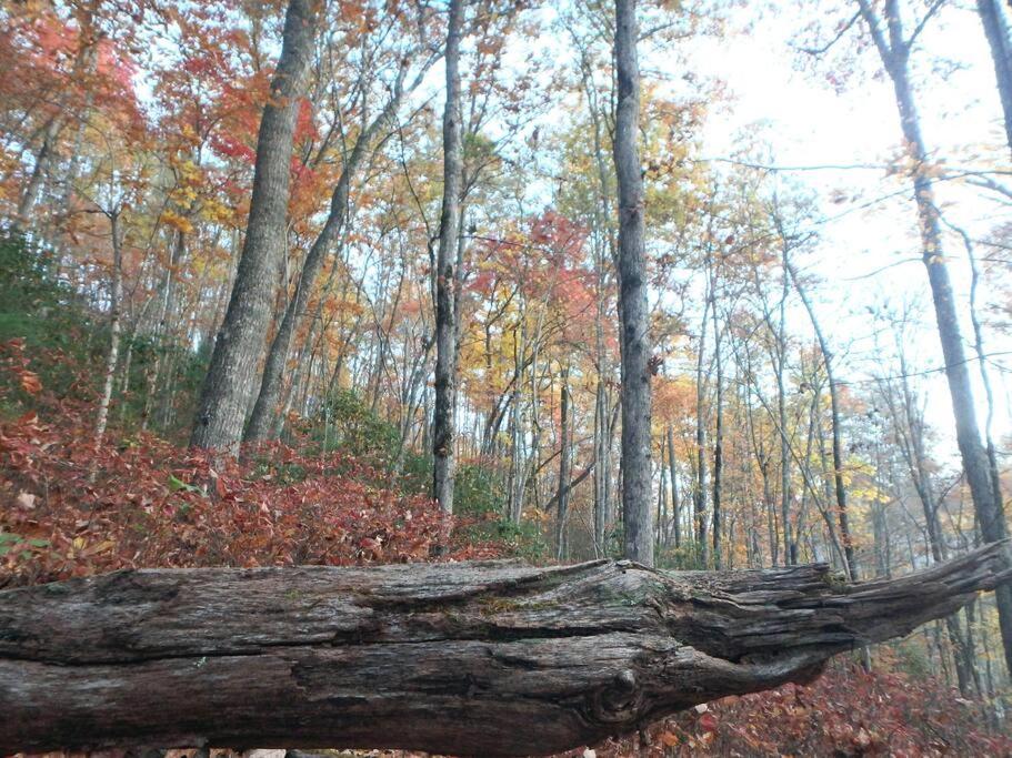 Nantahala Spiritual Retreat - Remote and Peaceful! view 5
