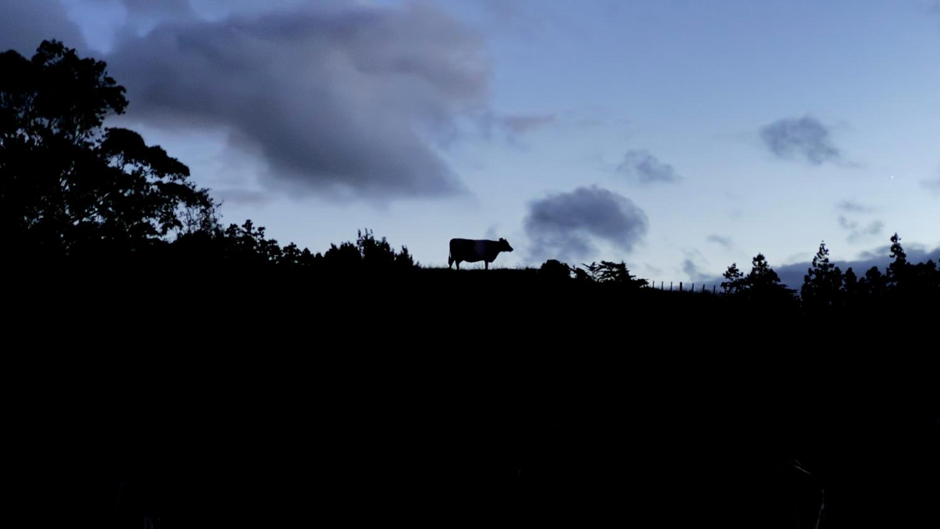 Kohanga Farmstead