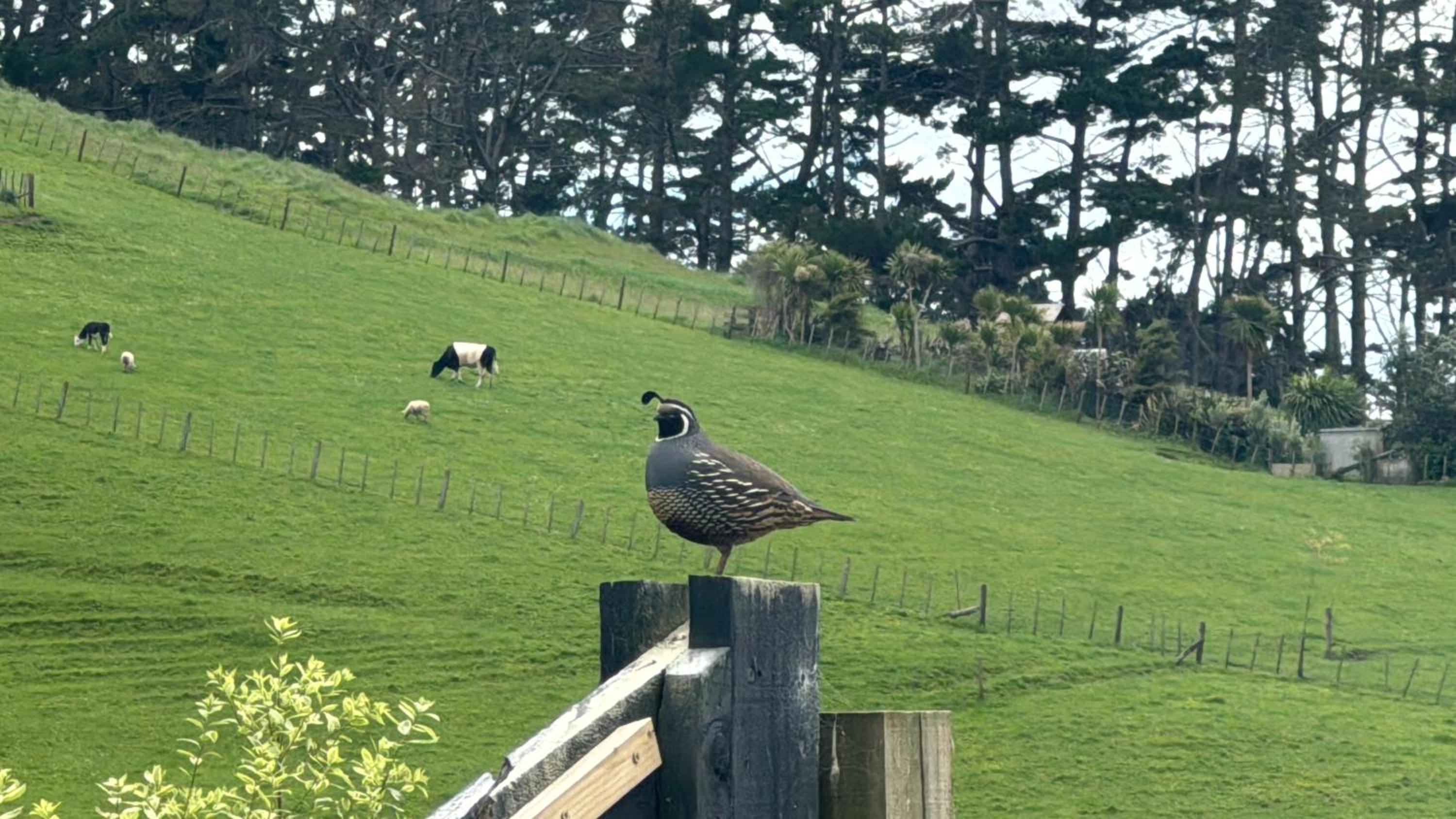 Kohanga Farmstead