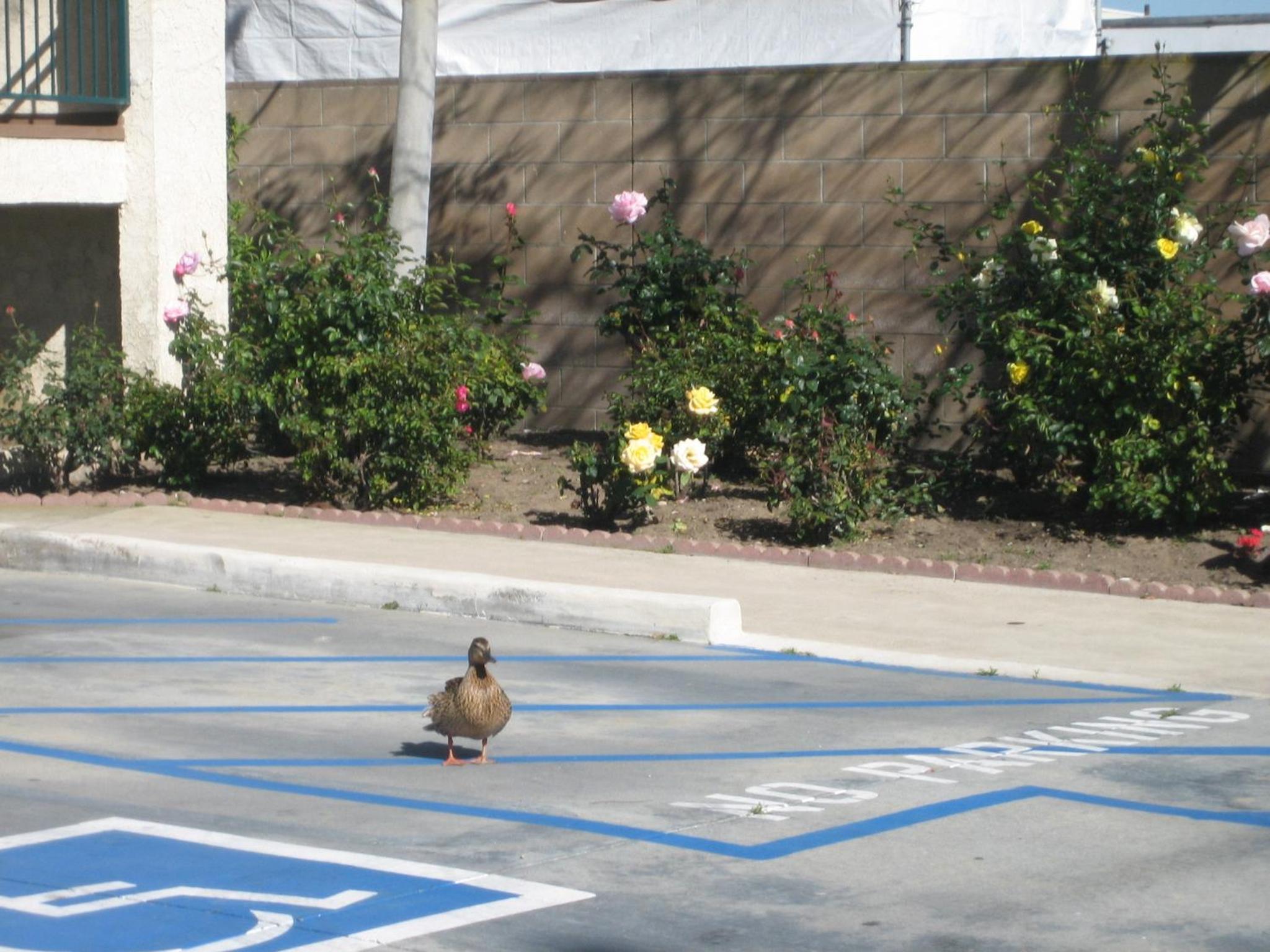 OceanView Motel