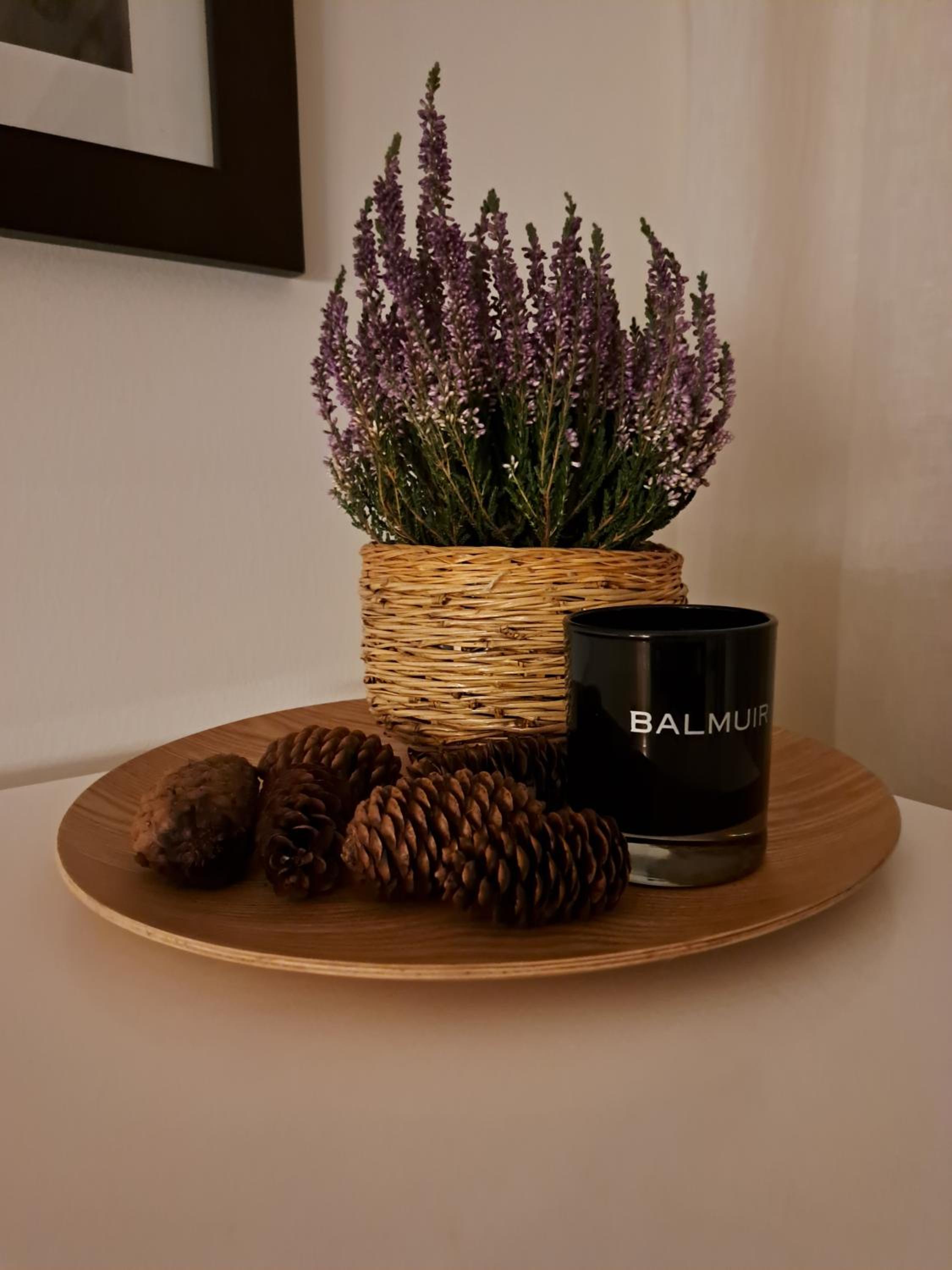 Apartment Pine