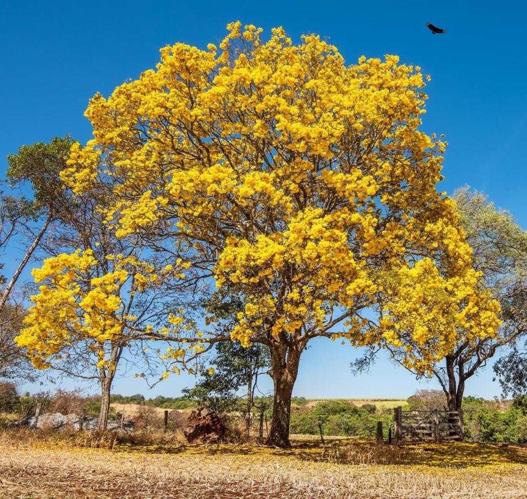 Estância Hidromineral Serra da Canastra - Delfinópolis MG