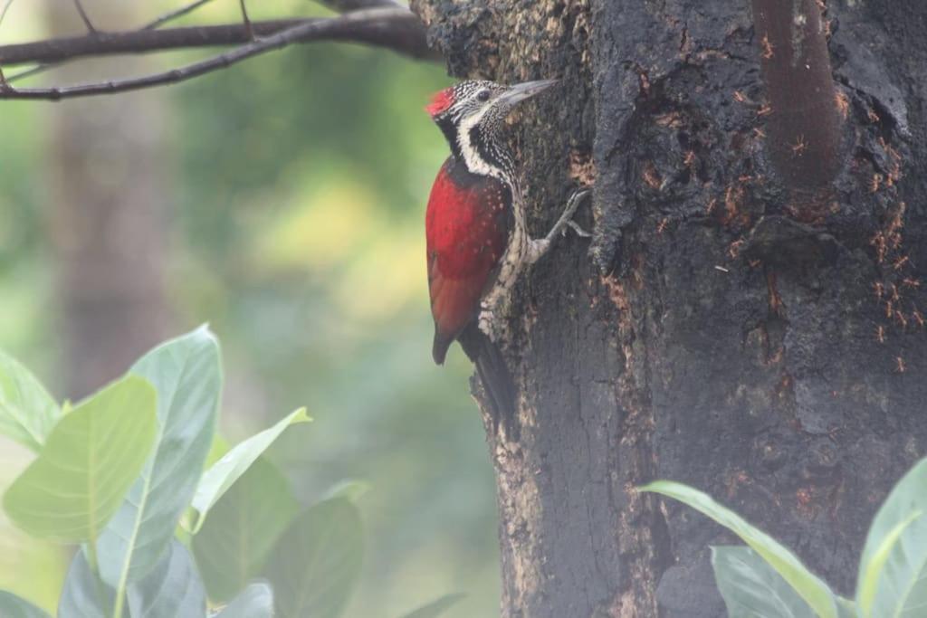 The Oriole - Your base to explore Sri Lanka view 5