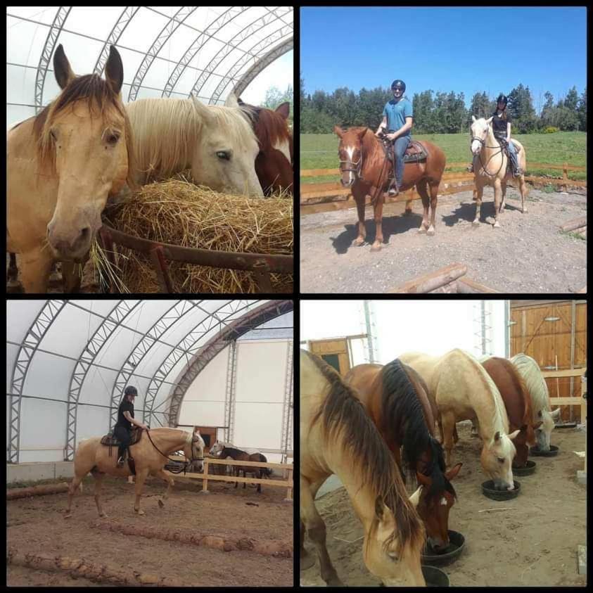 La Cabane aux Chevaux