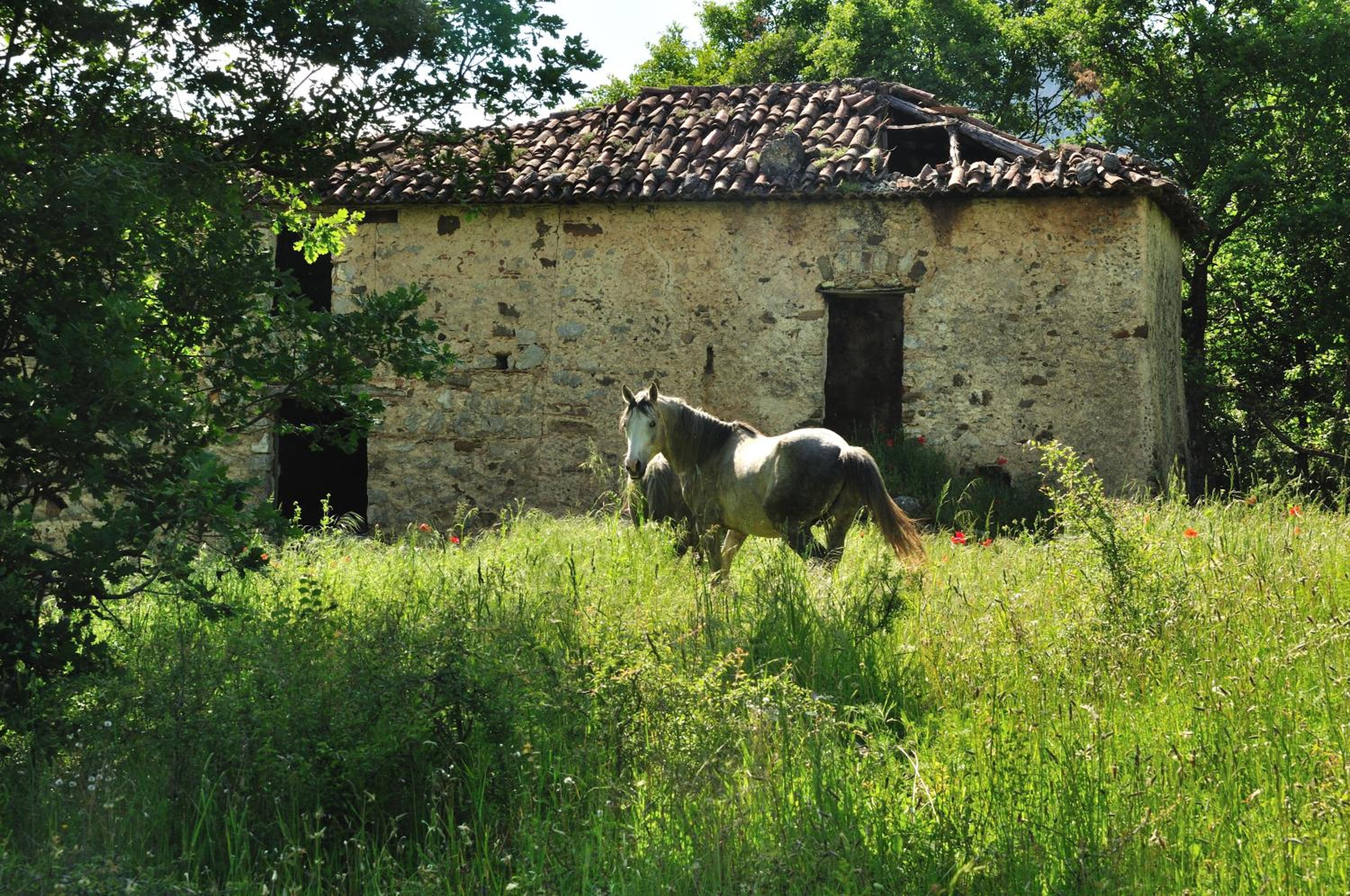 Azienda Agricola Il Querceto