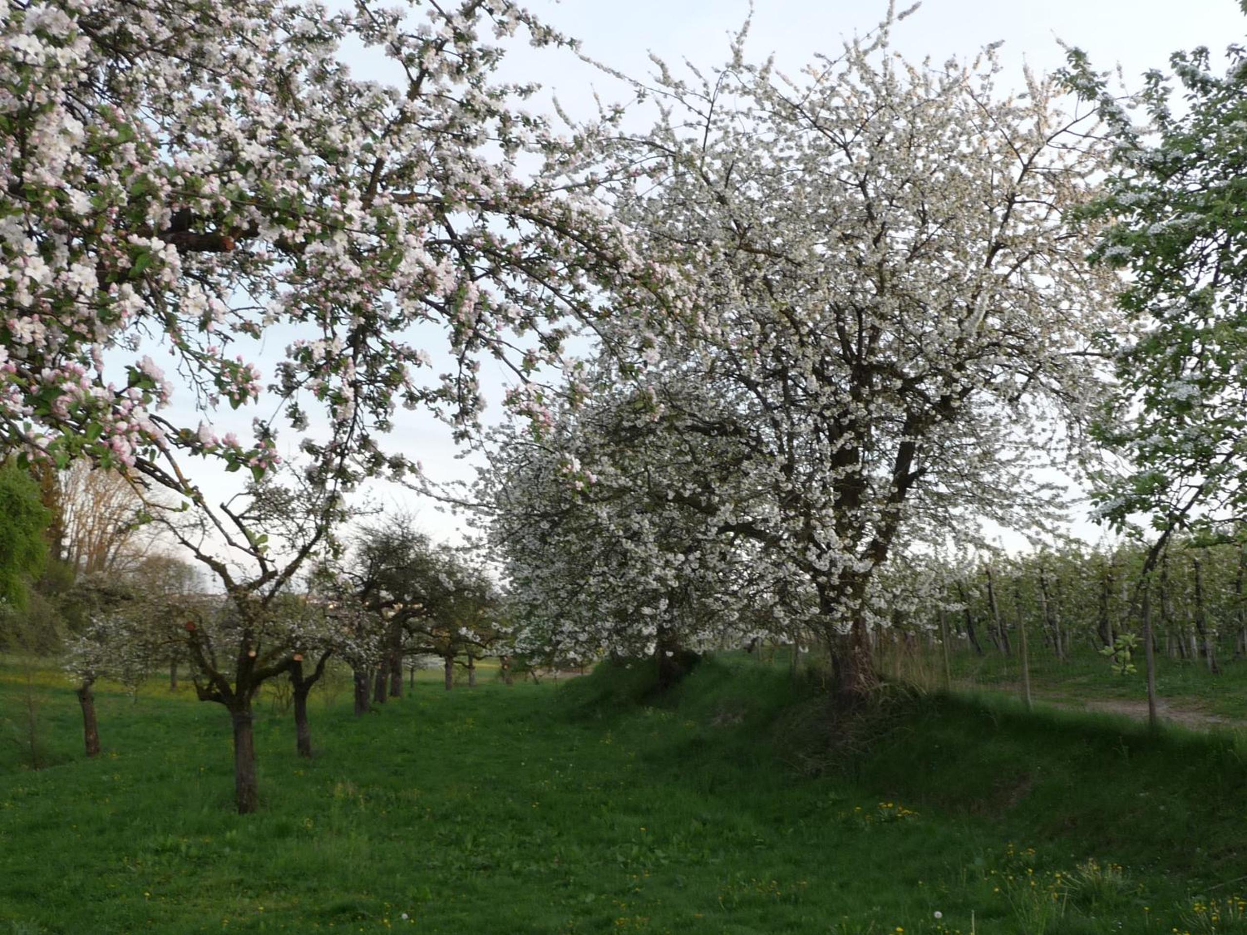 Landgut Apfelrose