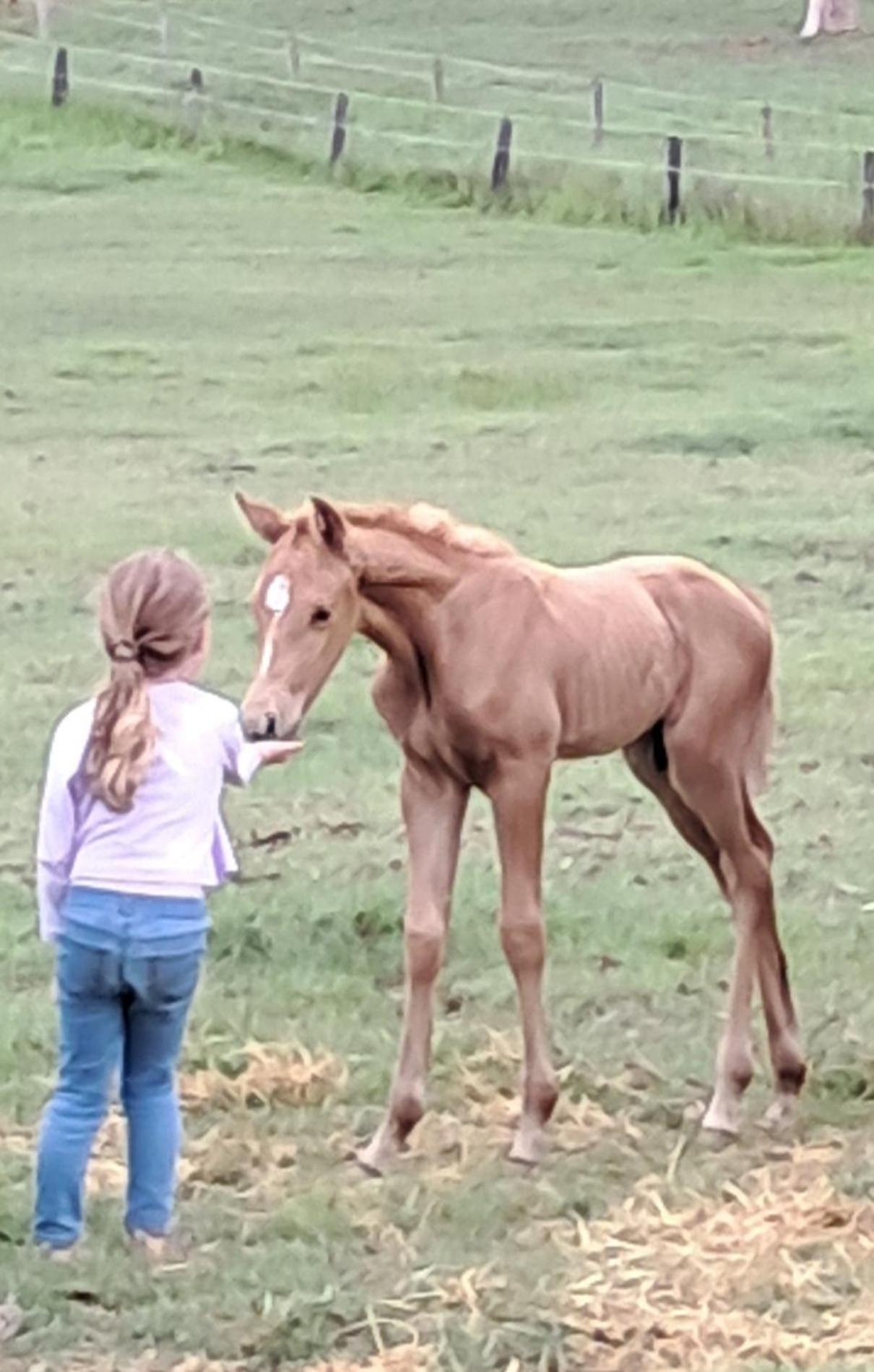 Sunrise Quarter Horse Stud