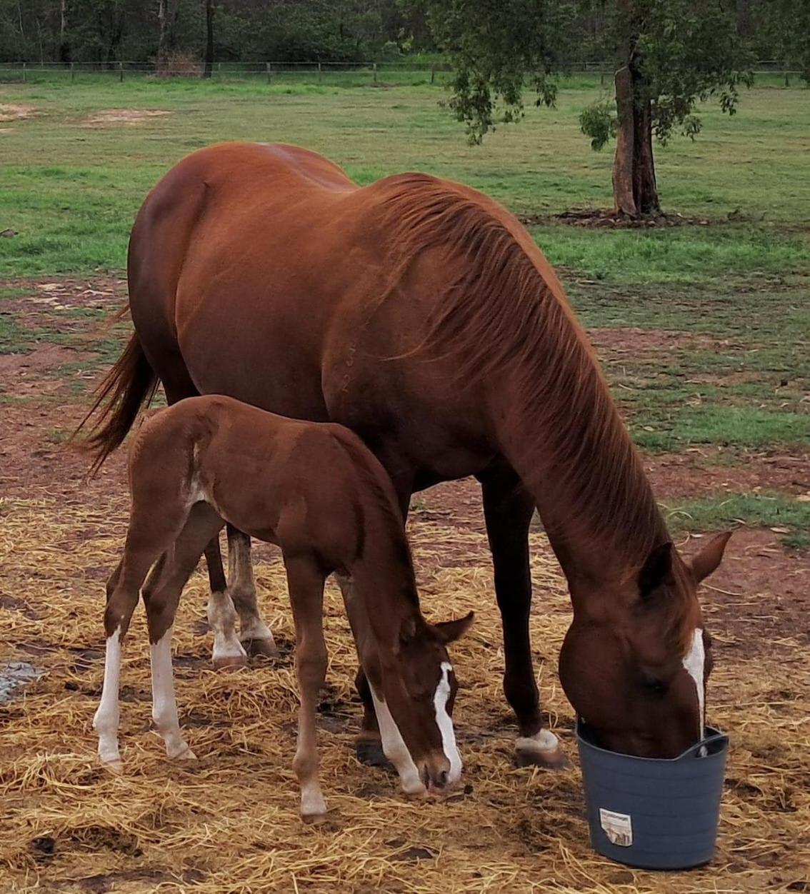 Sunrise Quarter Horse Stud