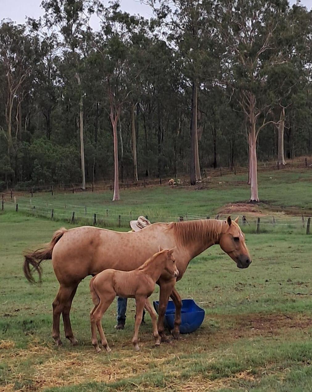 Sunrise Quarter Horse Stud