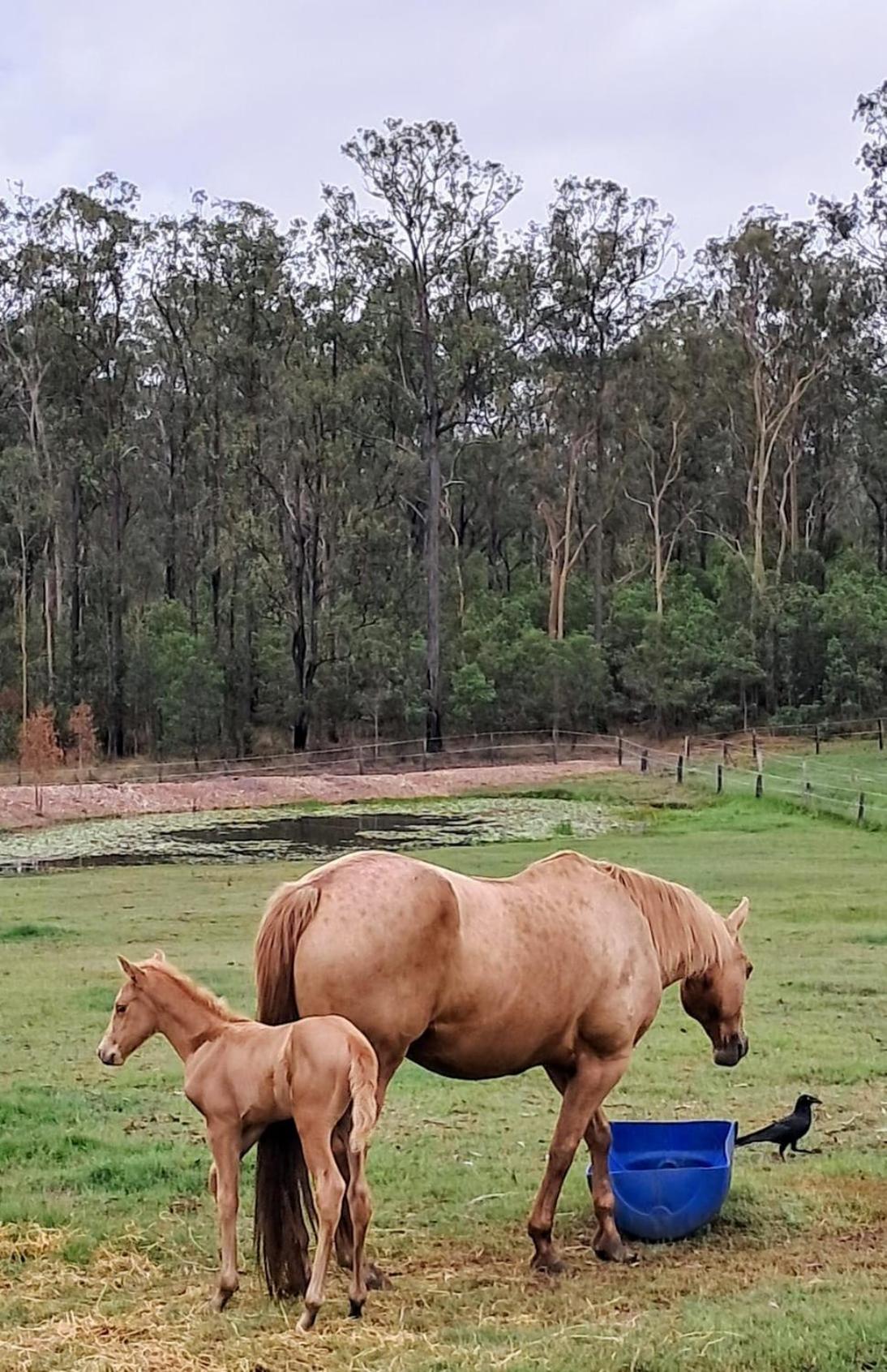 Sunrise Quarter Horse Stud