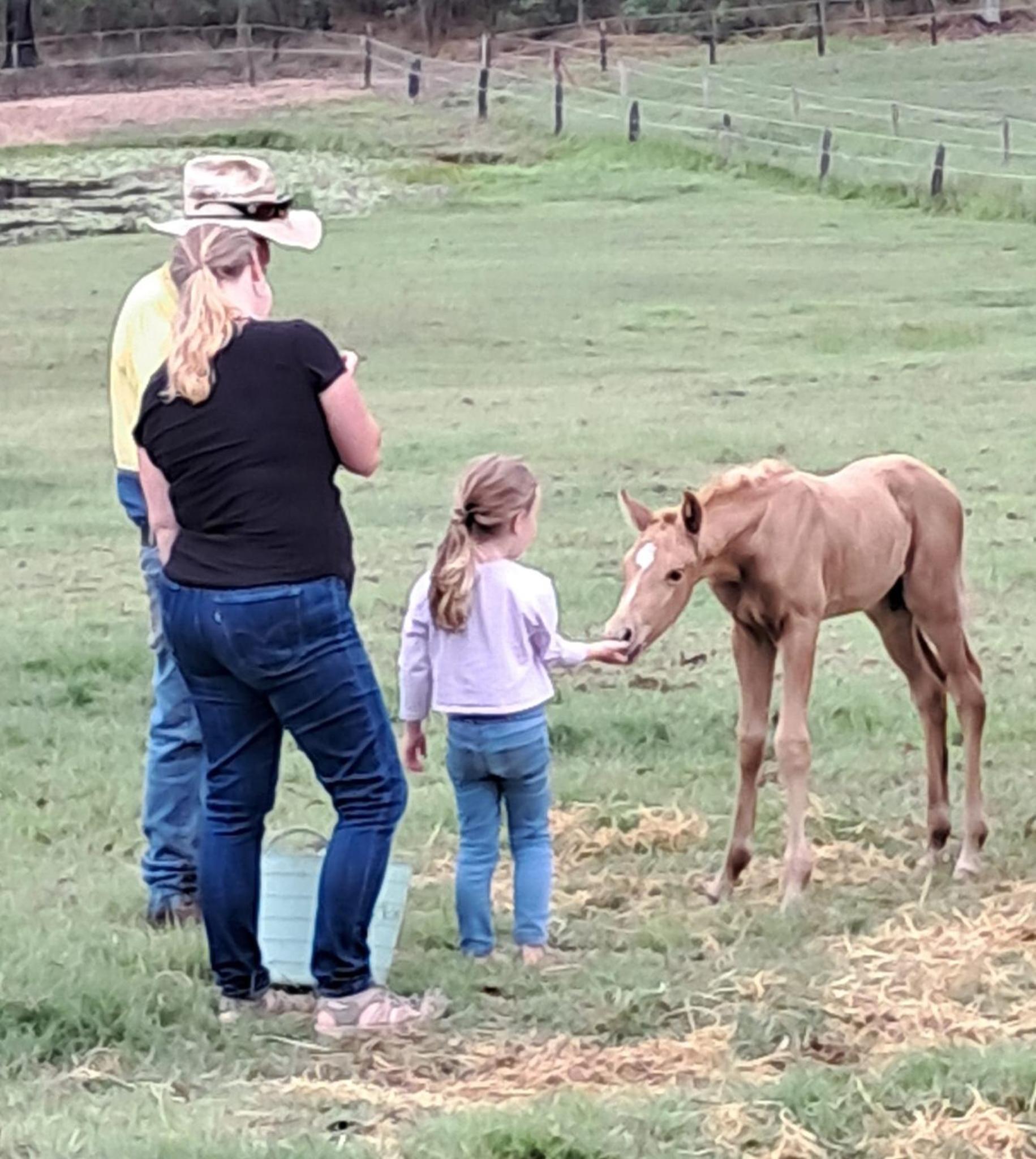 Sunrise Quarter Horse Stud