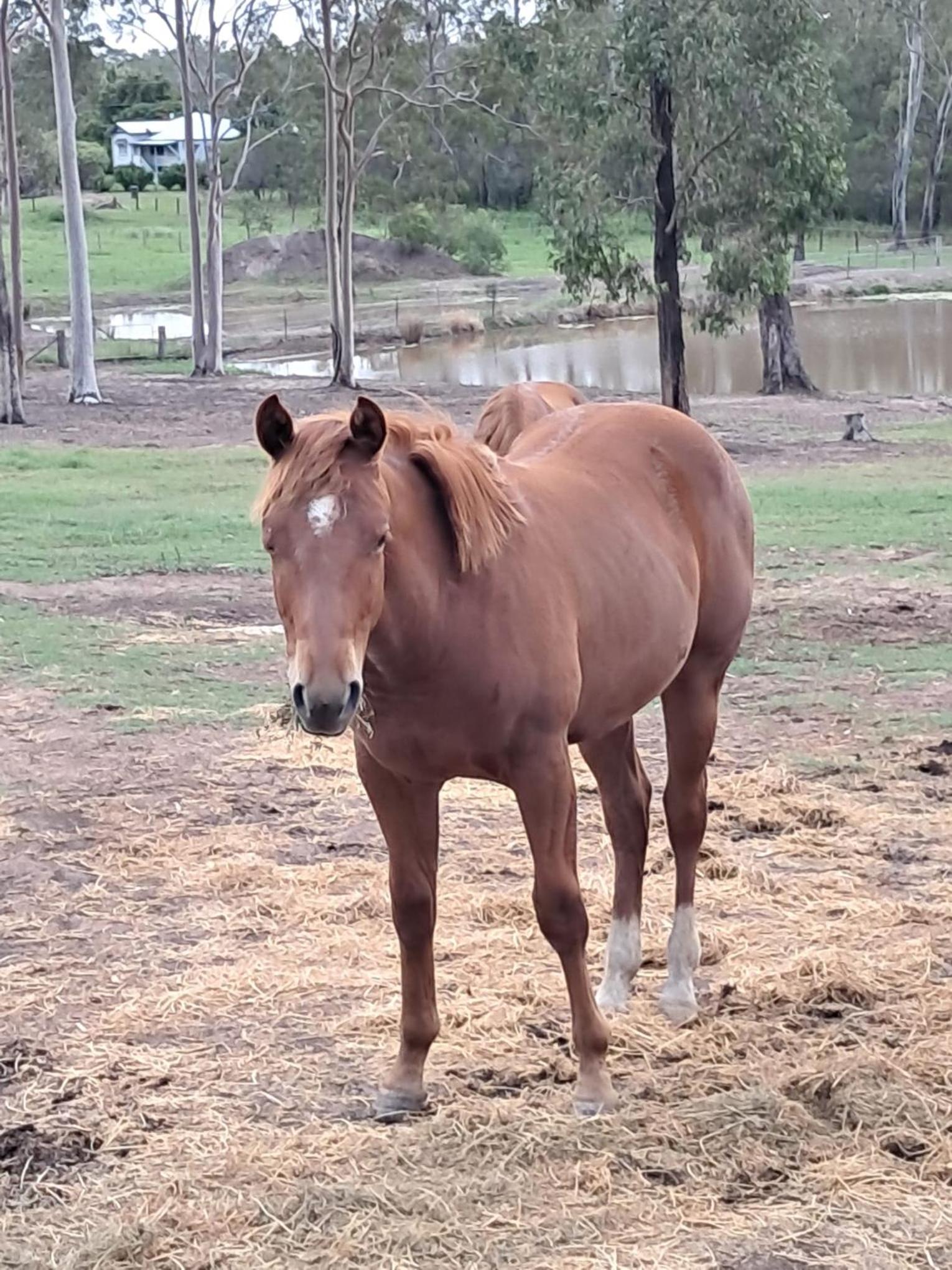 Sunrise Quarter Horse Stud