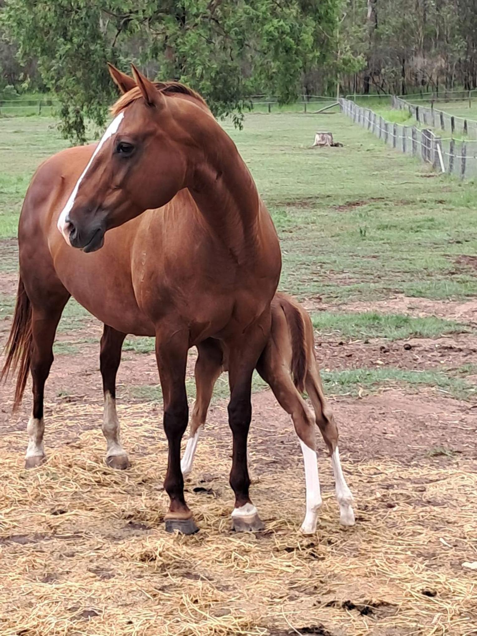 Sunrise Quarter Horse Stud