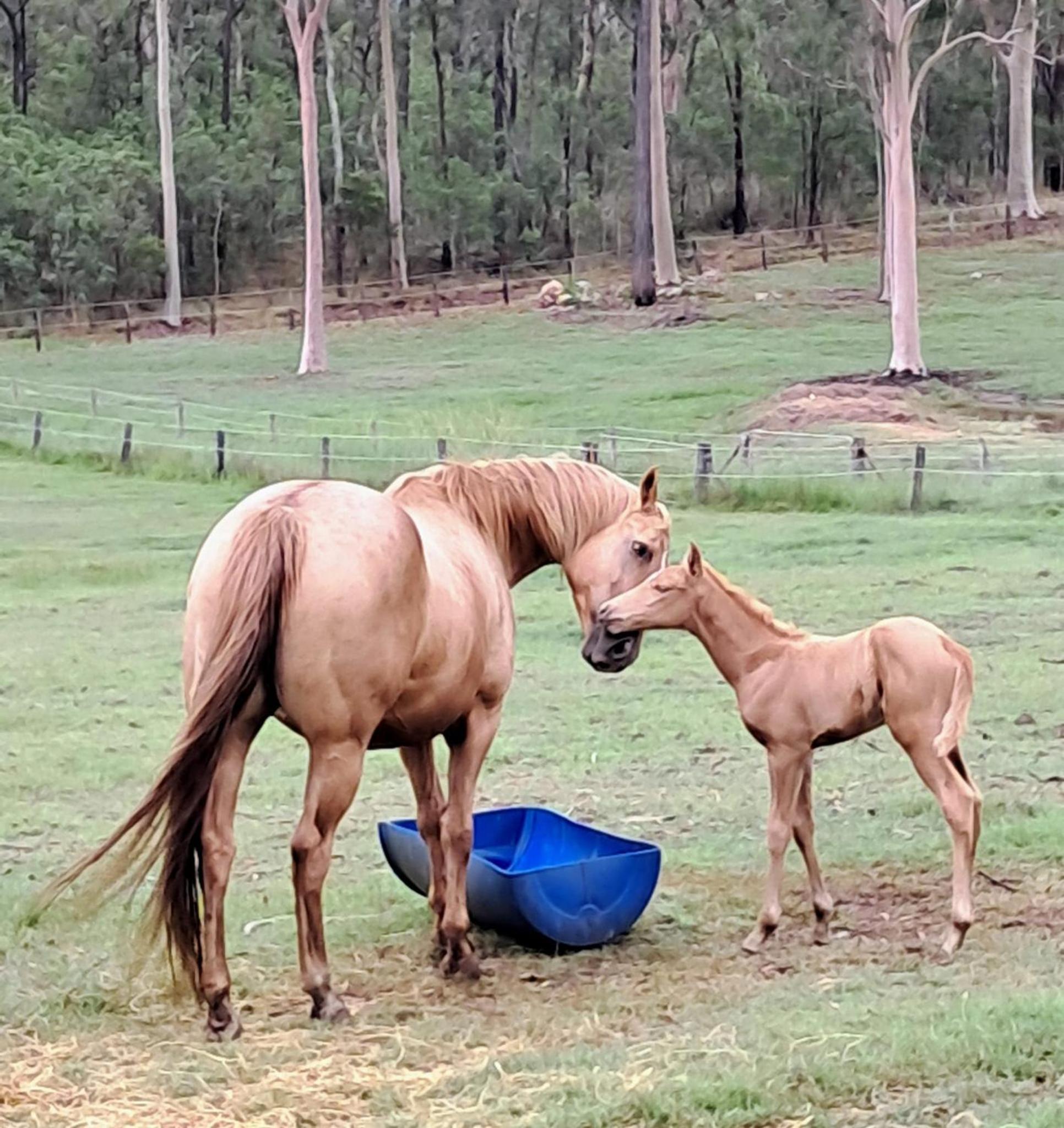 Sunrise Quarter Horse Stud