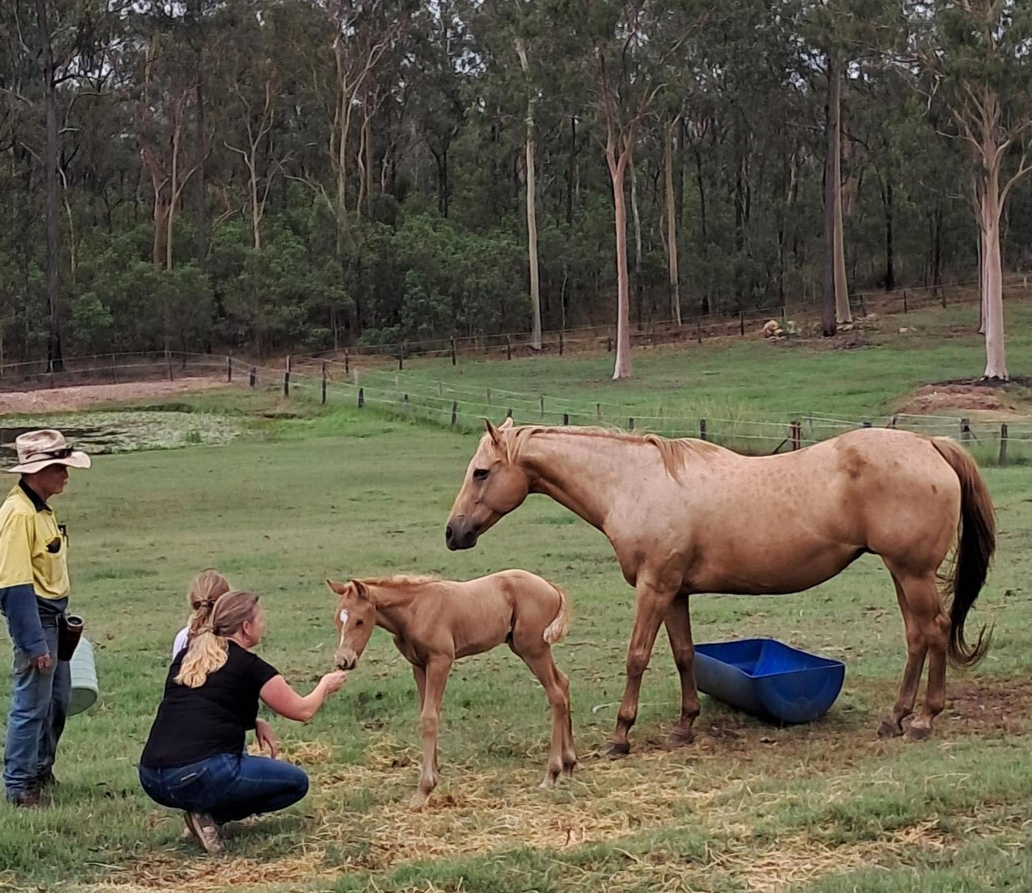 Sunrise Quarter Horse Stud