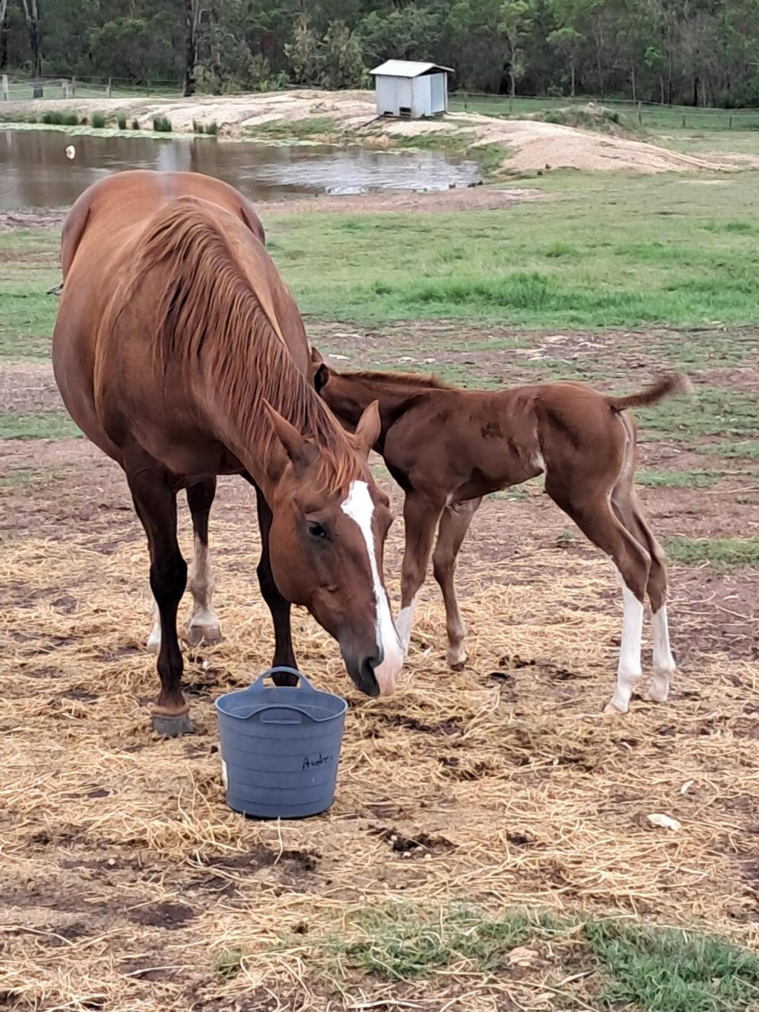 Sunrise Quarter Horse Stud