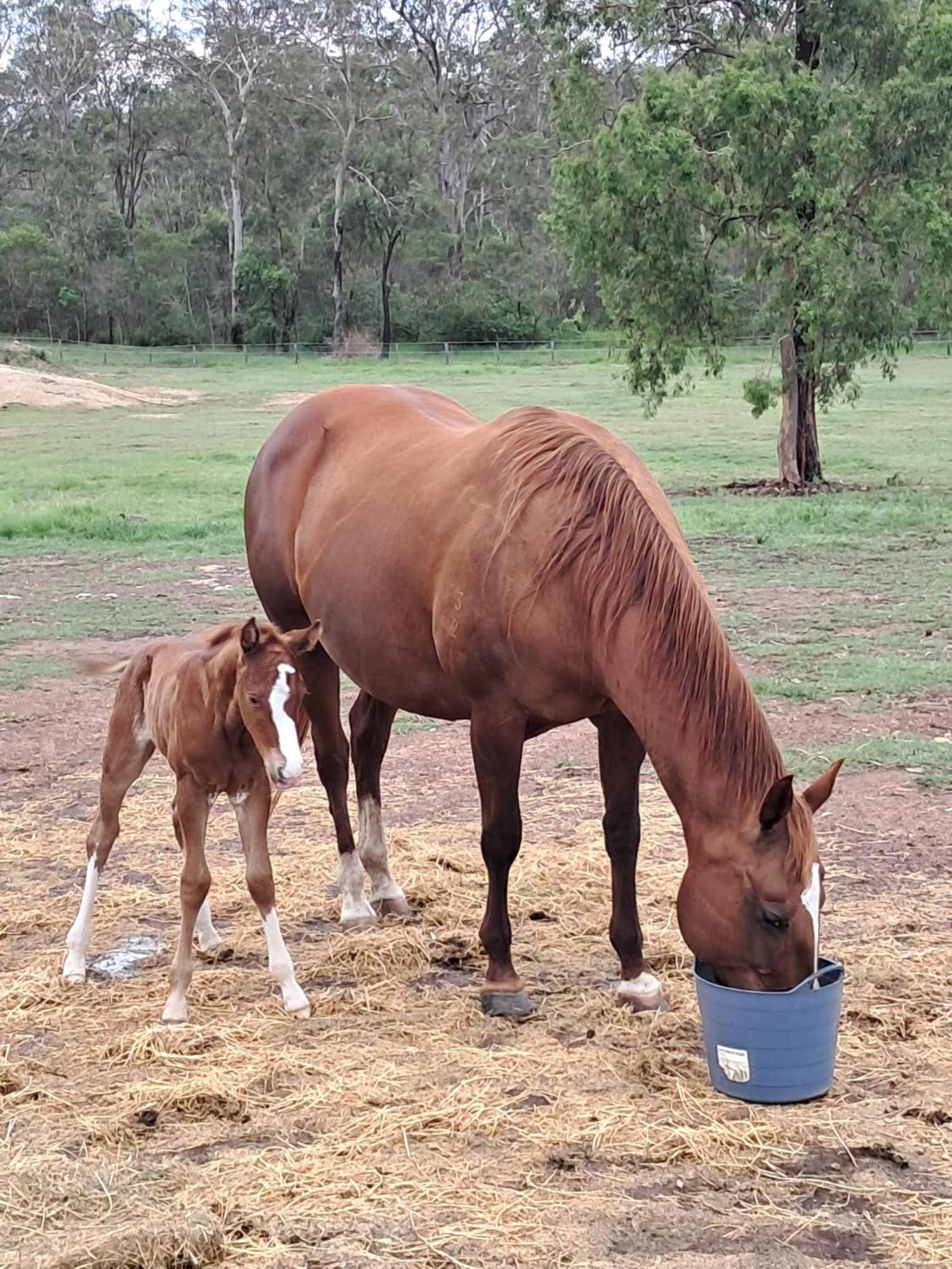 Sunrise Quarter Horse Stud