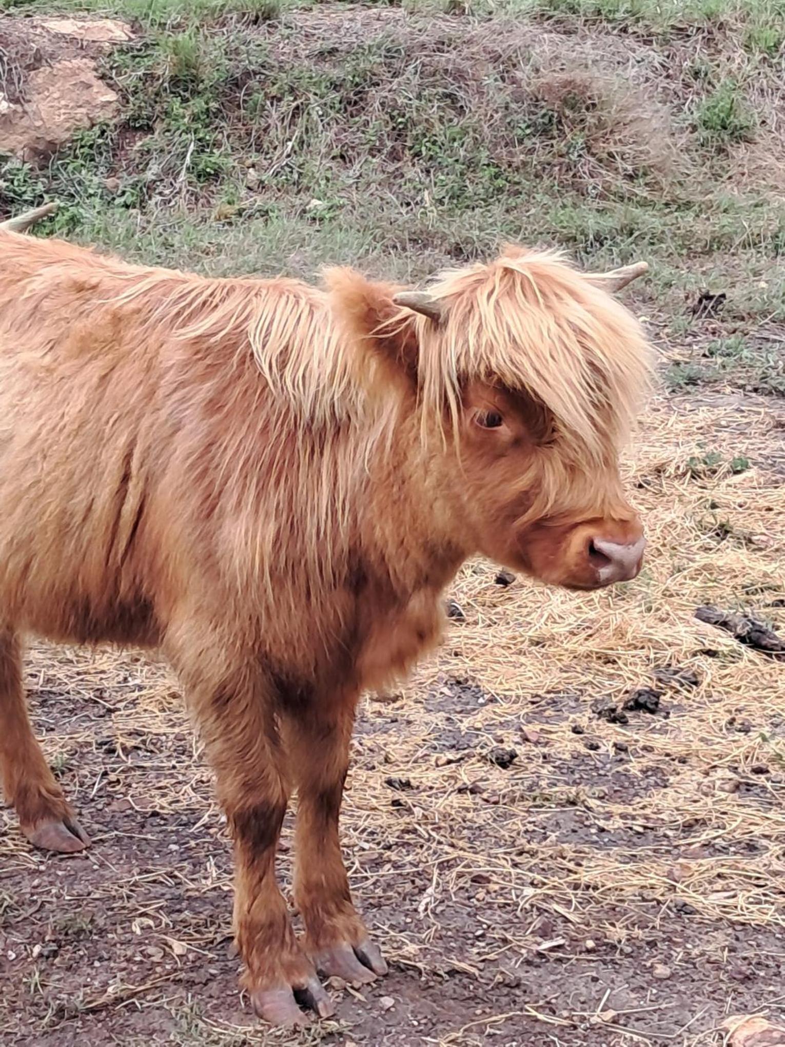 Sunrise Quarter Horse Stud