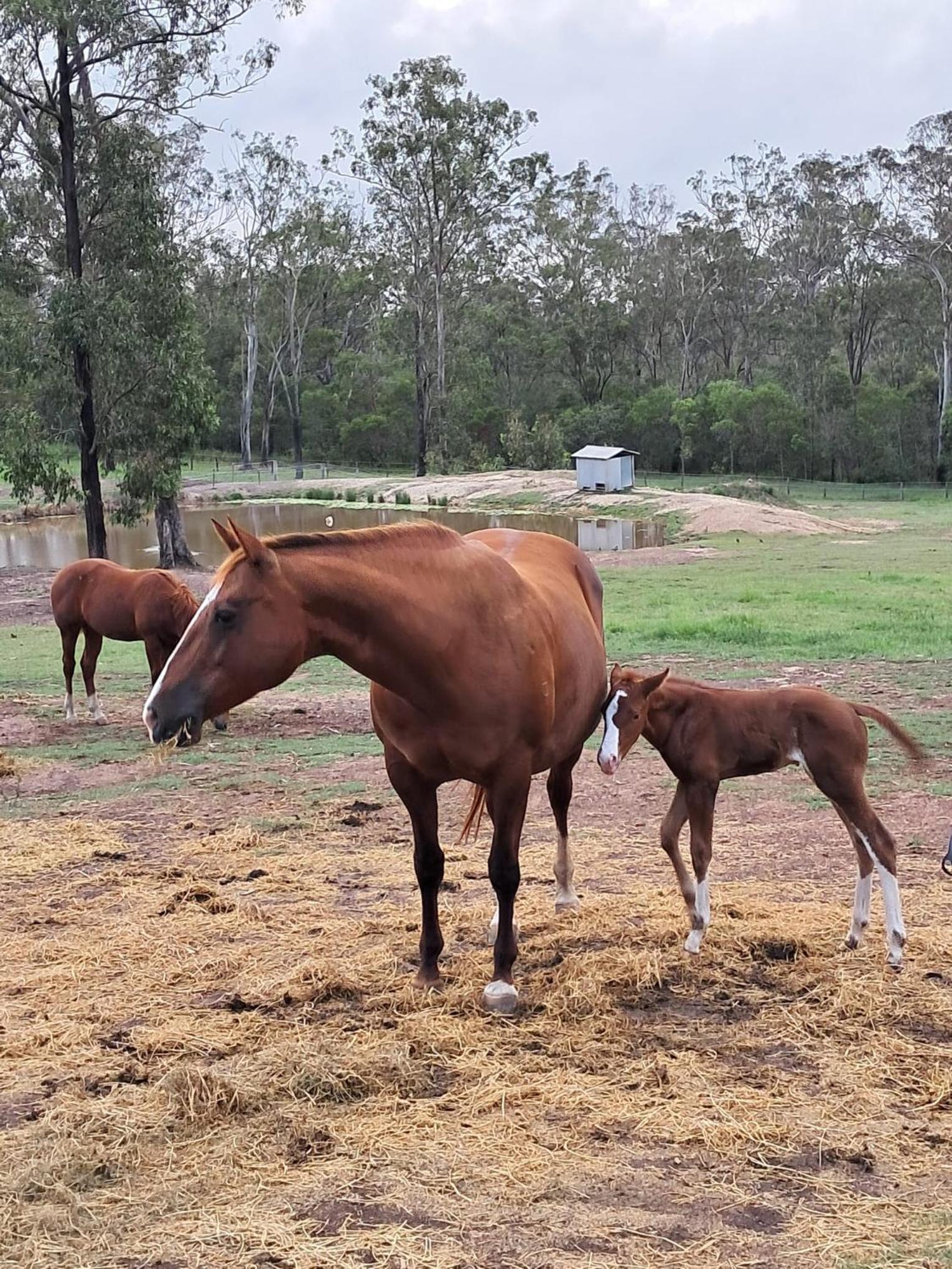 Sunrise Quarter Horse Stud