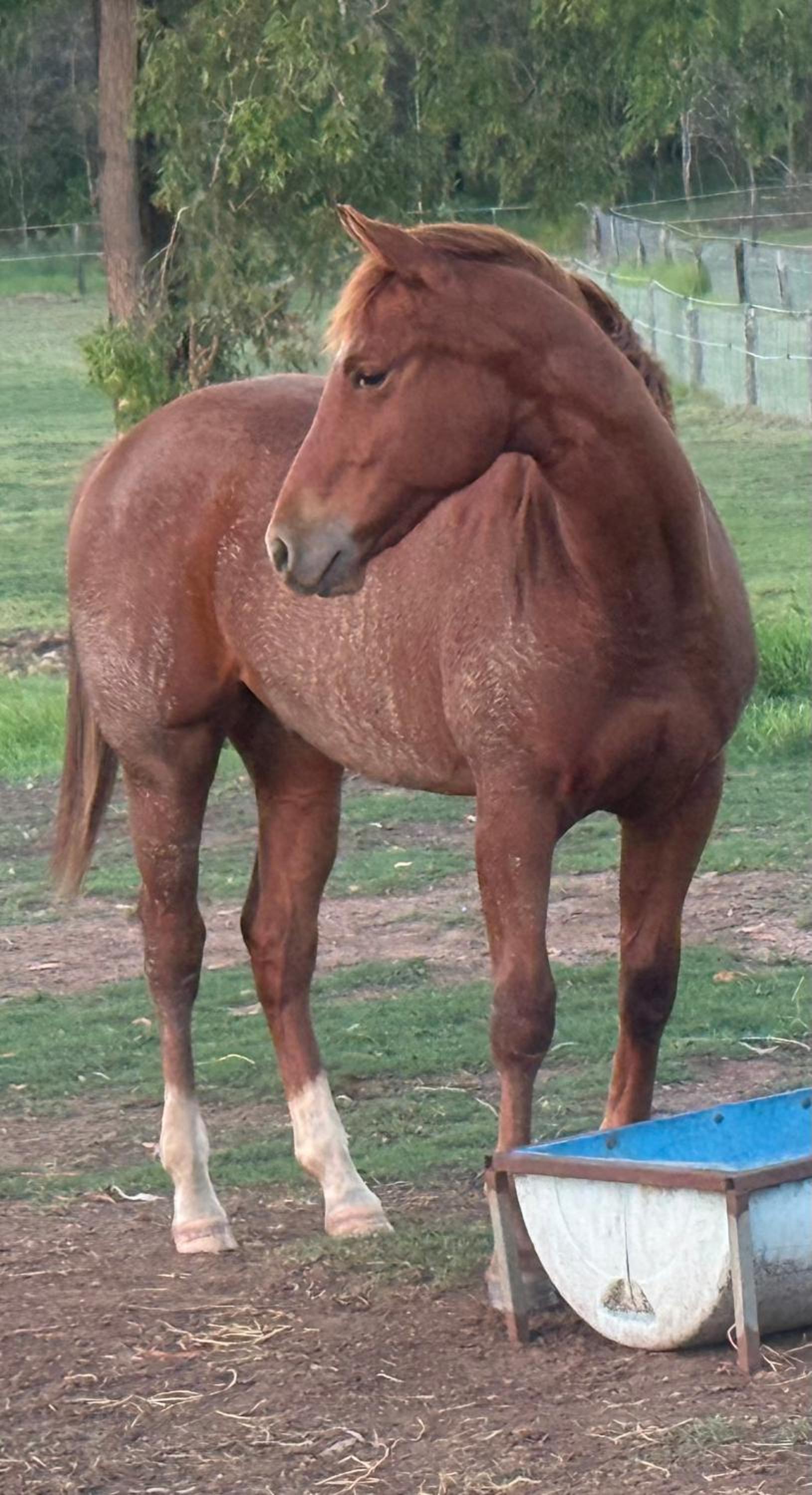 Sunrise Quarter Horse Stud