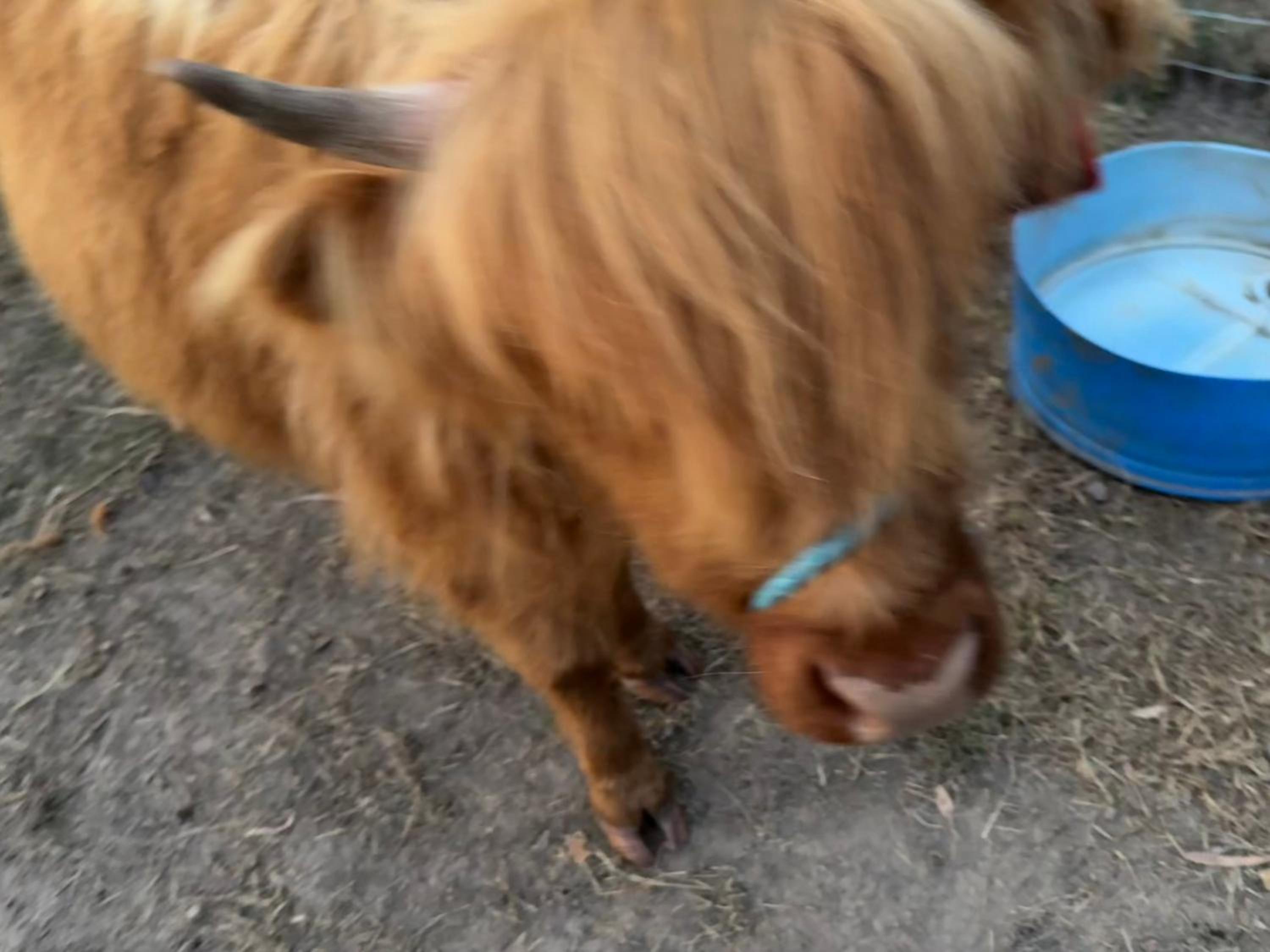 Sunrise Quarter Horse Stud